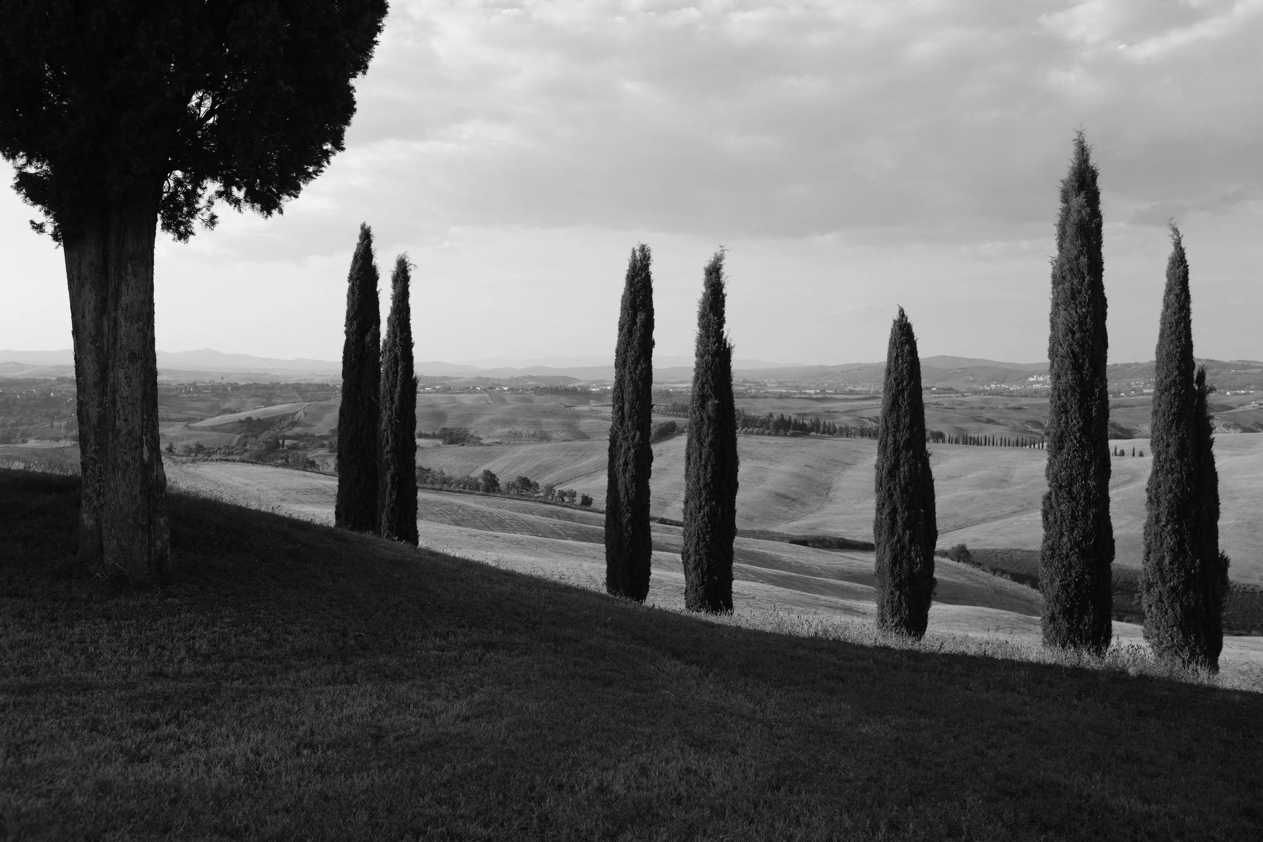 Paesaggio toscano con cipressi lungo dolci colline, in bianco e nero.