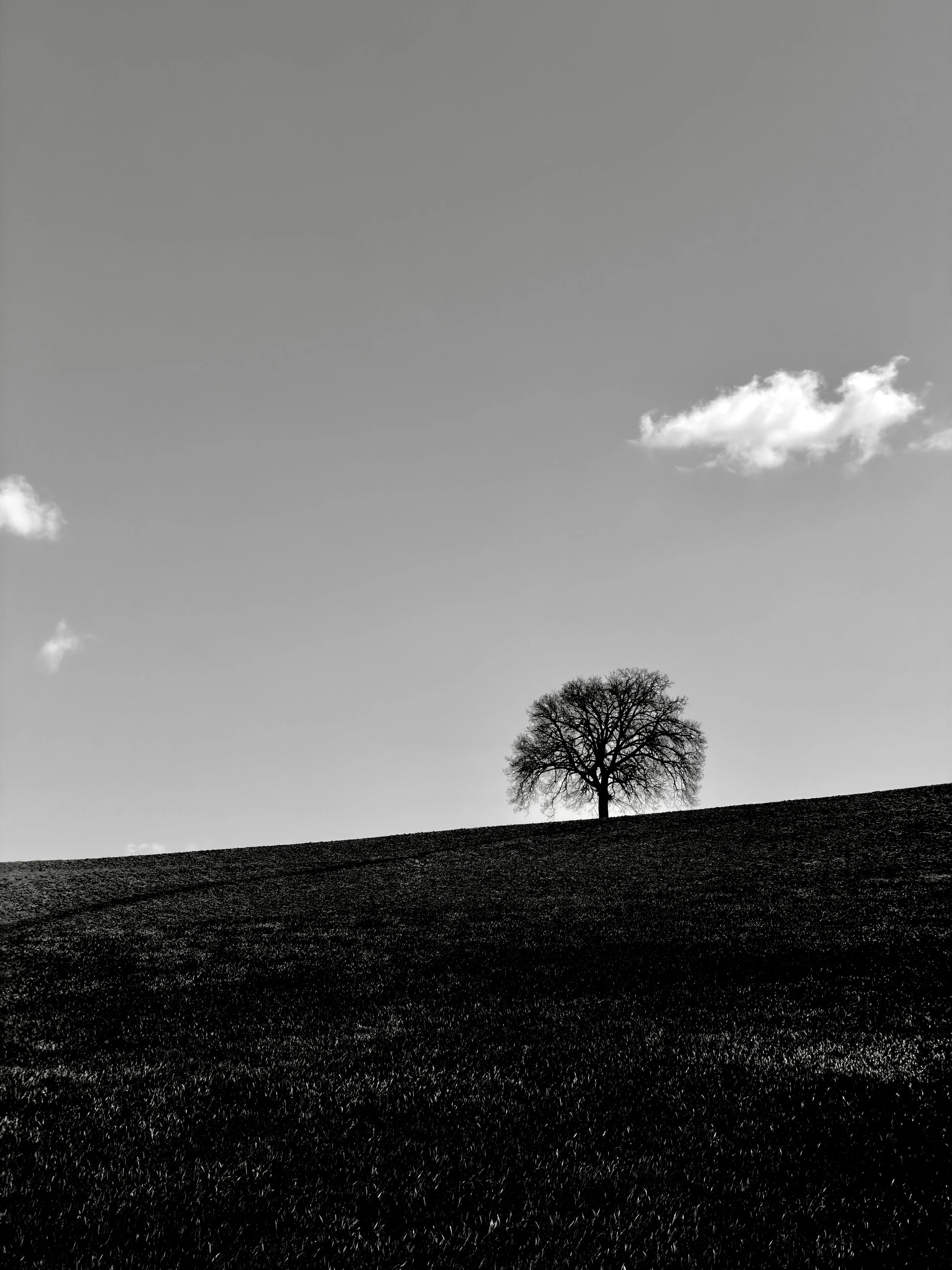 Albero spoglio su un pendio in una scena in bianco e nero, con due nuvole nel cielo