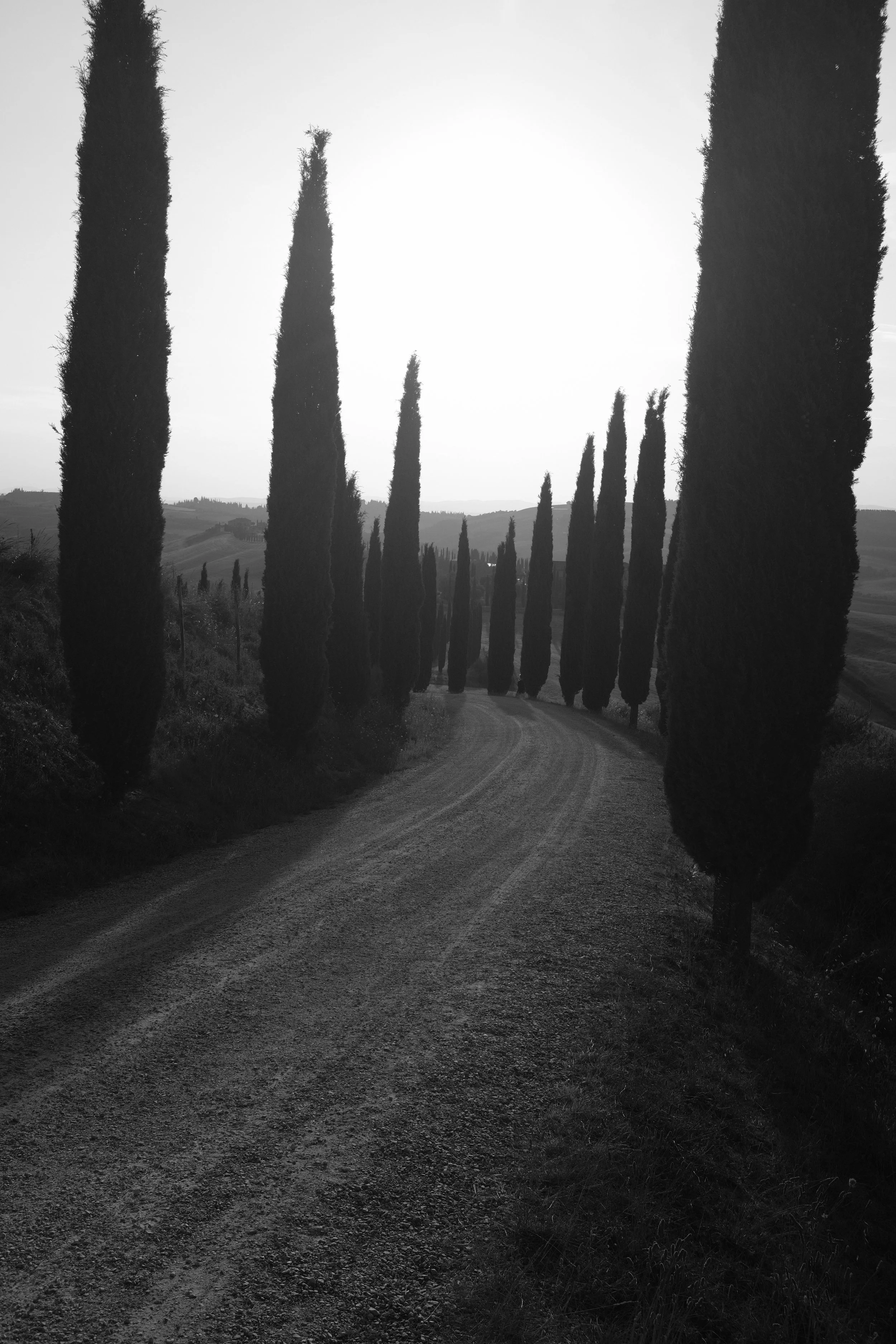 Una strada sterrata che attraversa un paesaggio collinare con cipressi che fiancheggiano i lati, in bianco e nero.