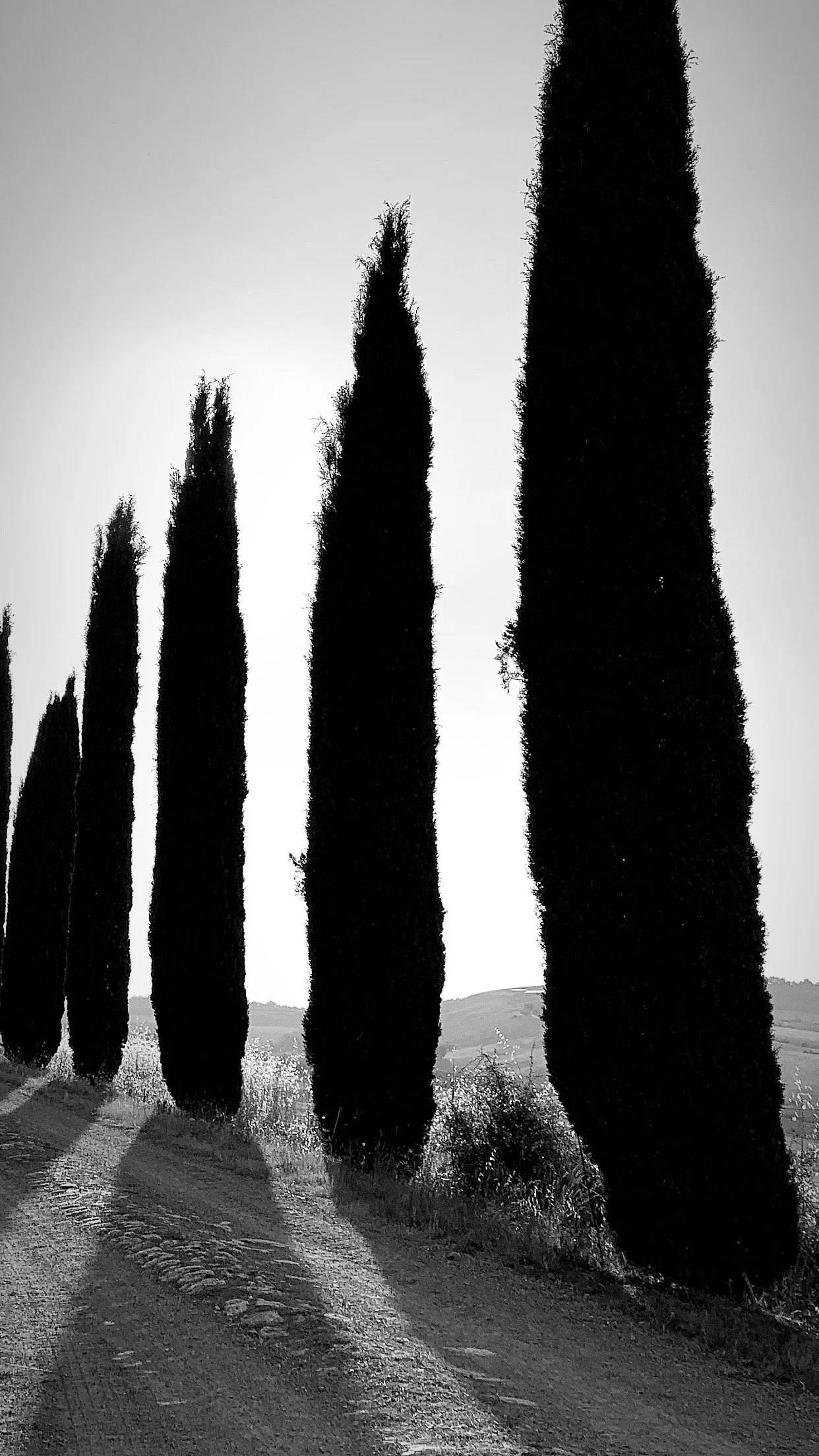 Alberi di cipresso in sequenza lungo un sentiero, in bianco e nero.