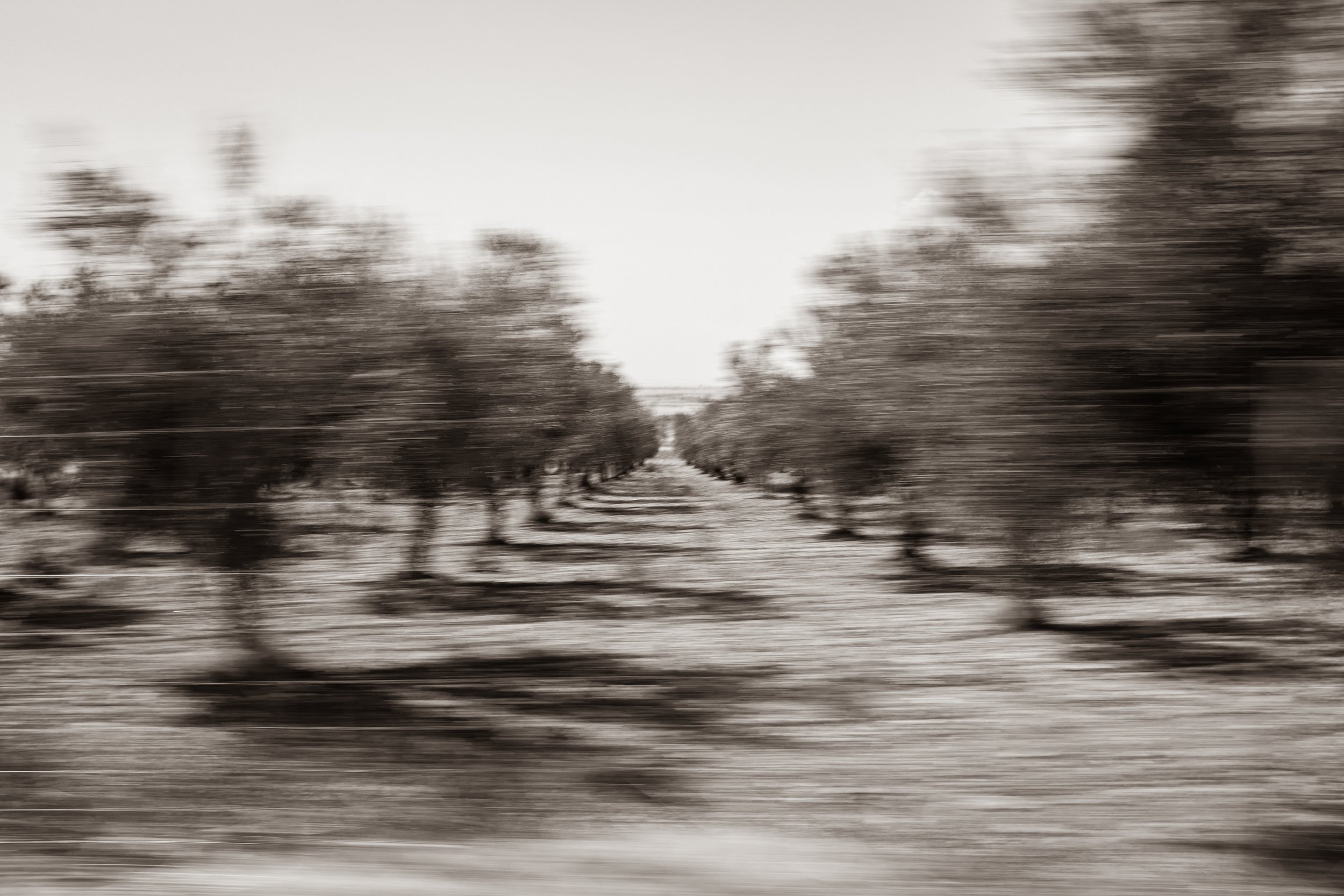 Filari di alberi in un campo agricolo, con movimento sfuocato, in bianco e nero.