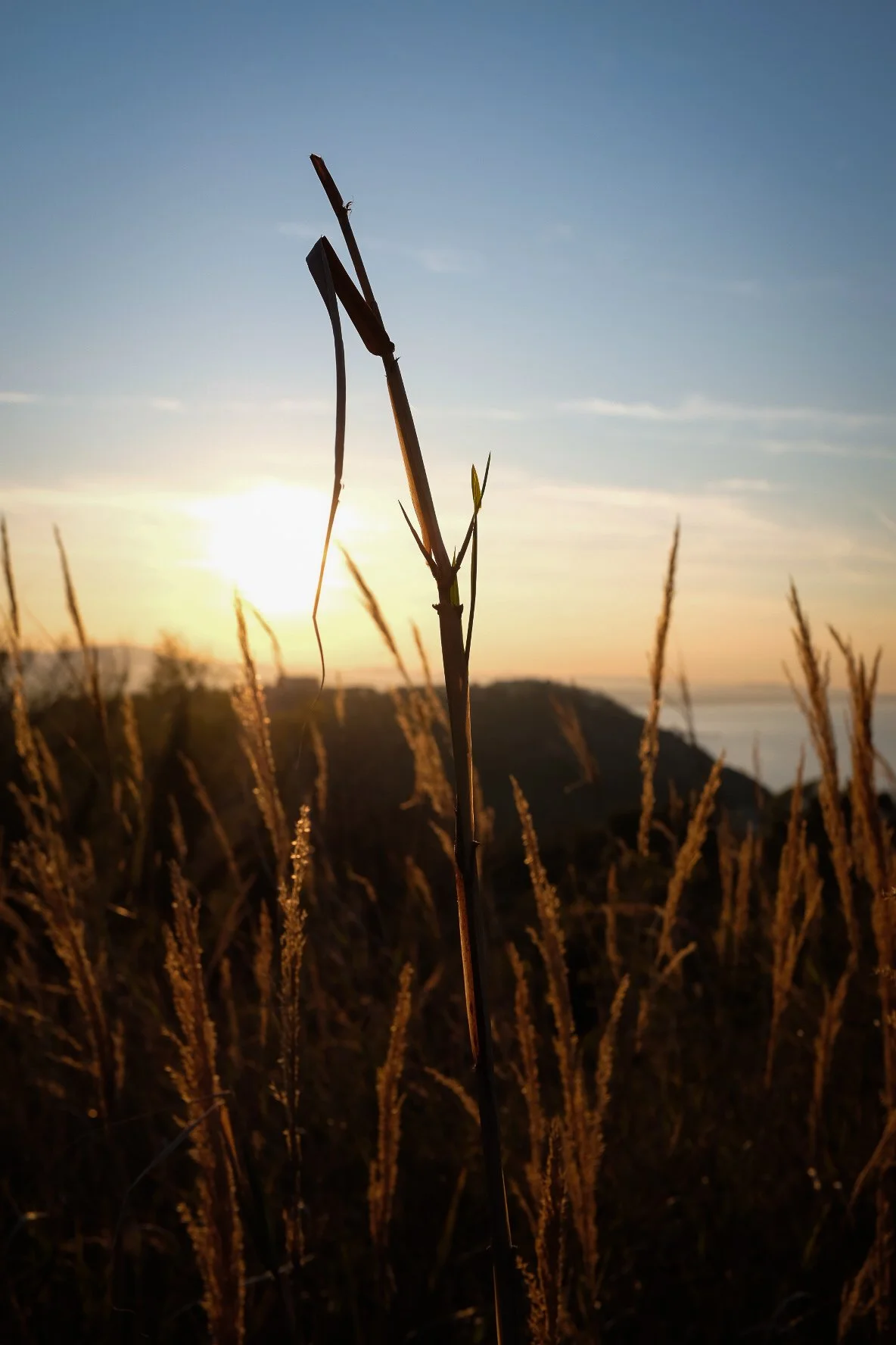 Un campo di erba con il sole al tramonto o all'alba sullo sfondo, con colline o montagne lontane.
