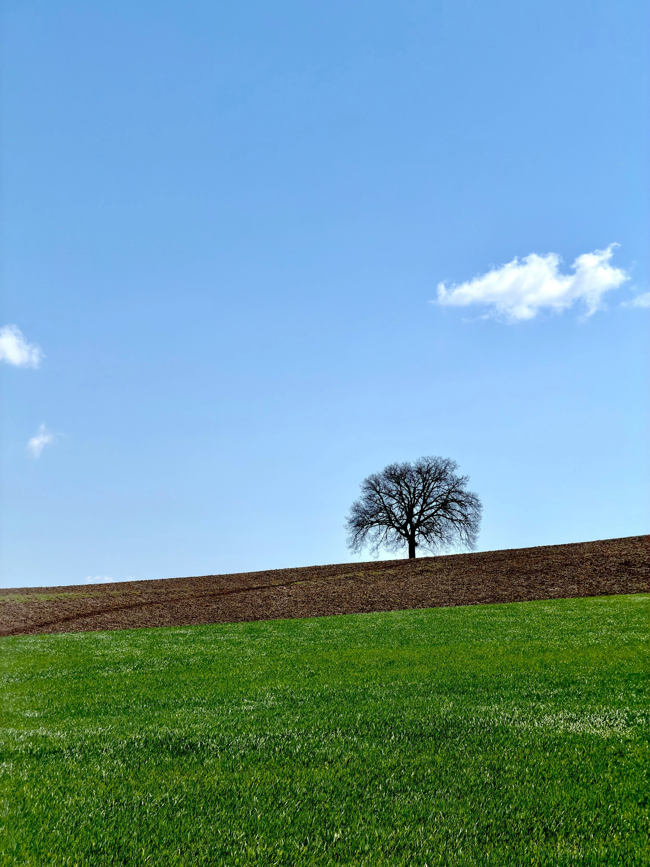 Paesaggio con albero nudo su una collina verde sotto un cielo azzurro con poche nuvole.