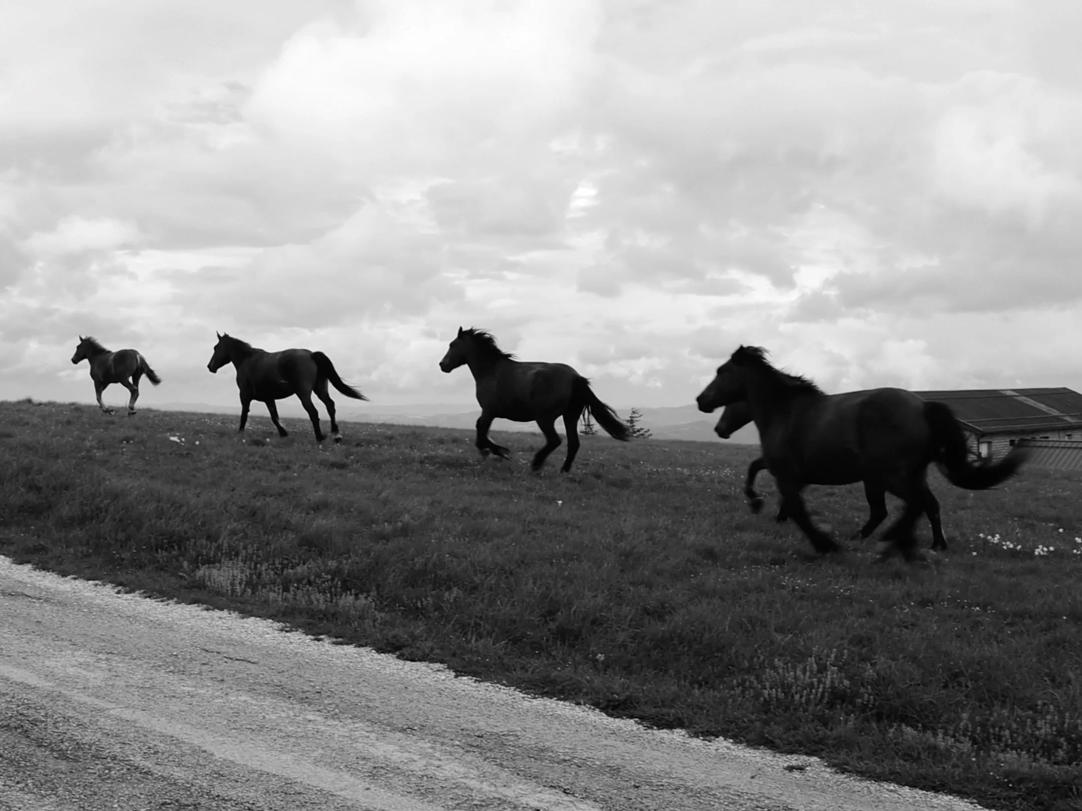 Cinque cavalli al galoppo su un prato con nuvole nel cielo.
