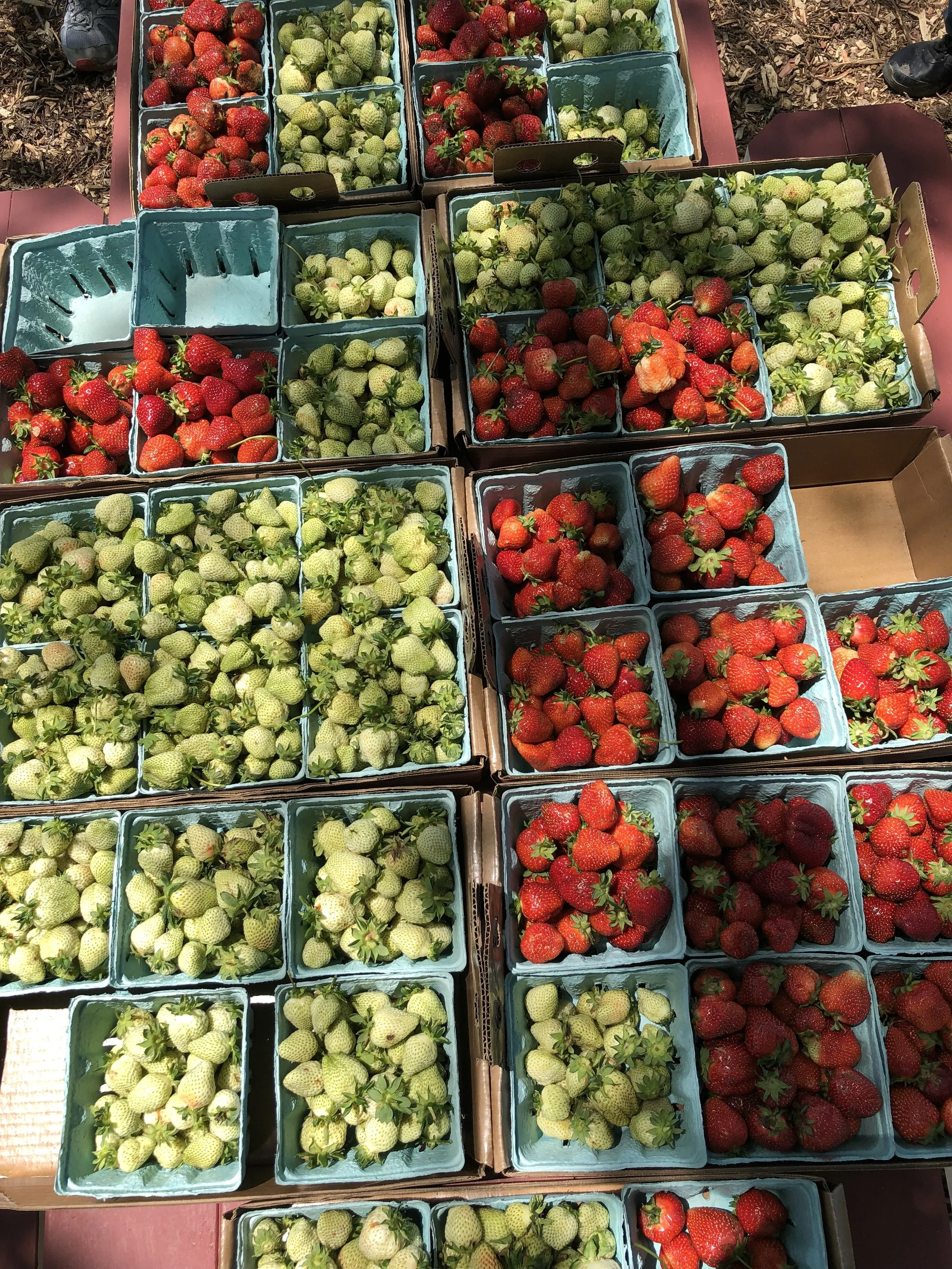 Early spring harvest