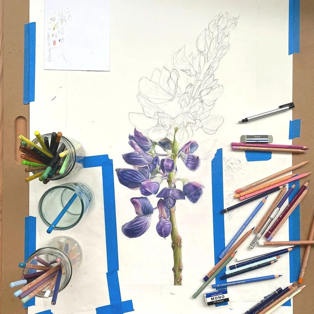 A work in progress of a detailed botanical illustration of a purple flower, with the sketch outlined in pencil and some parts colored with colored pencils. The workspace includes various colored pencils, drawing tools, and jars for supplies, with some taped paper surrounding the artwork.