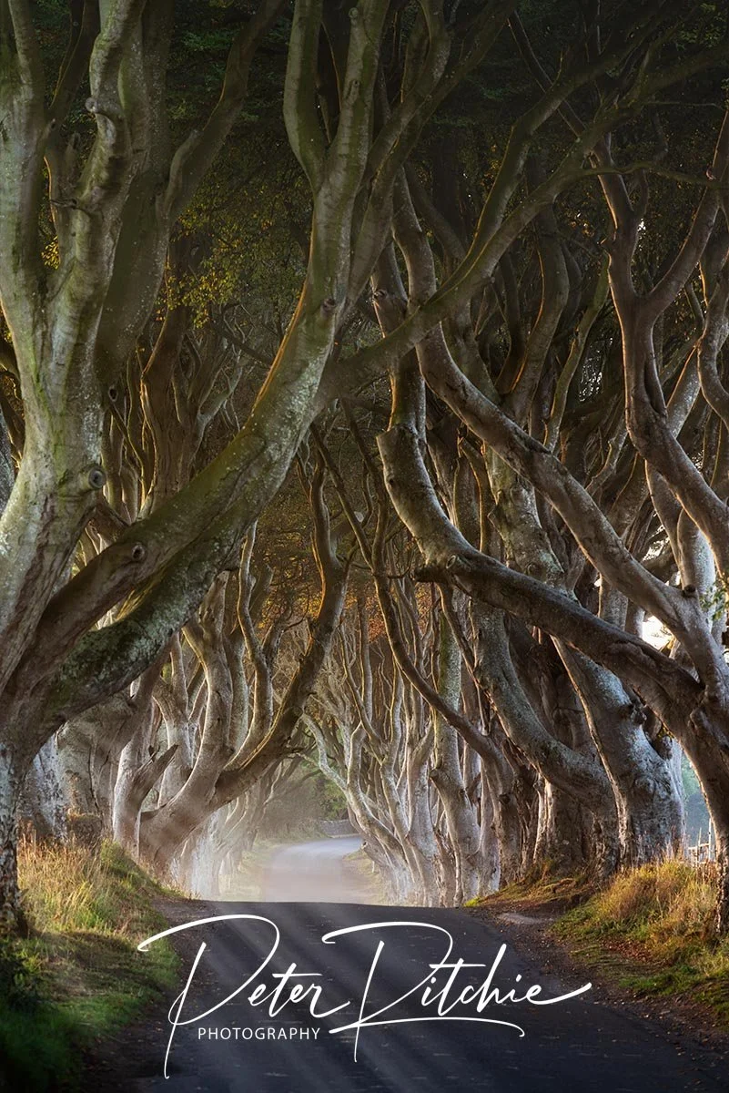 The Dark Hedges, Armoy - Colour