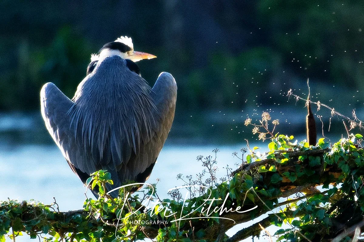 Cormorant, Kiltonga, Newtownards - Colour