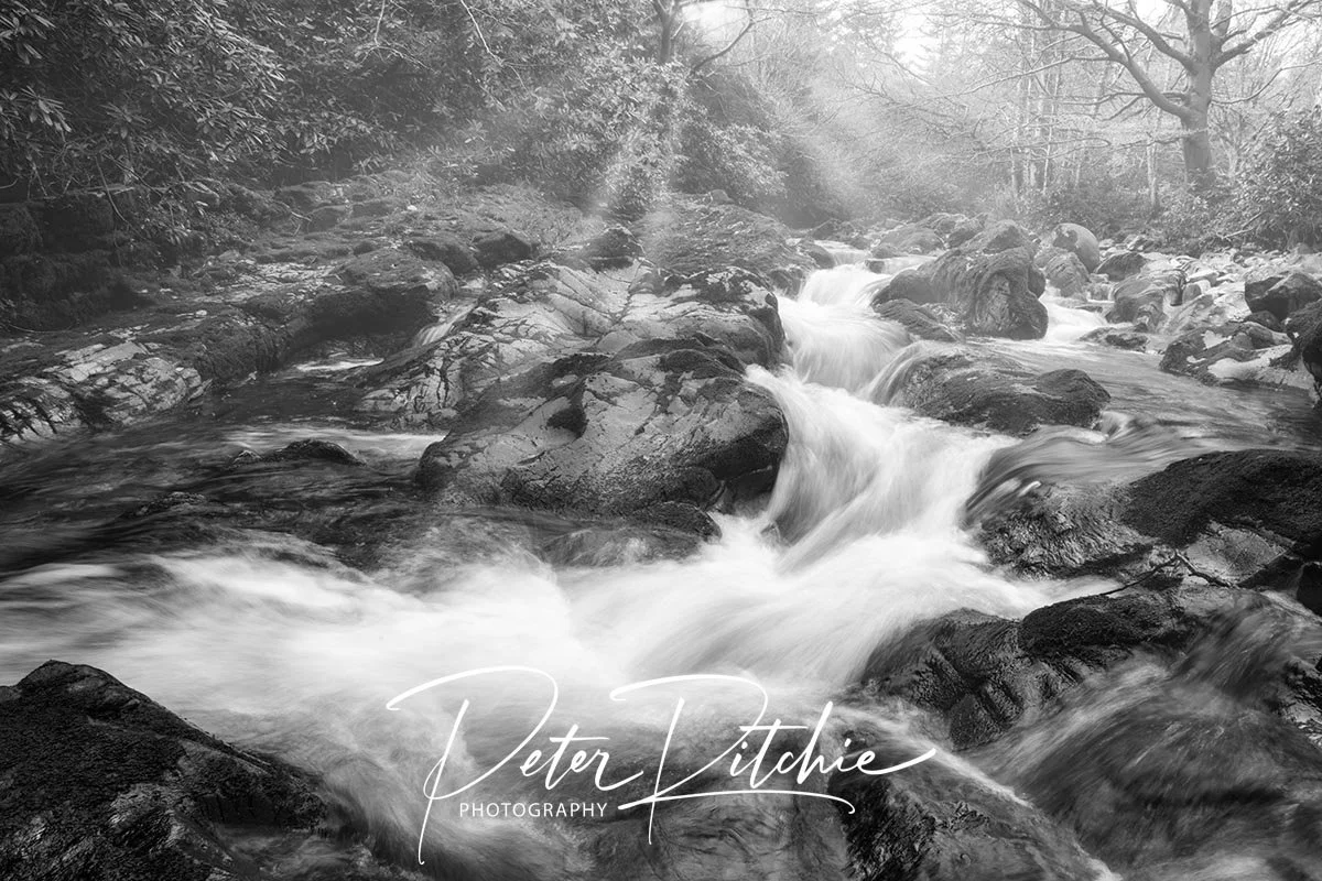Shimna River, Tollymore Forest, County Down - Black and White