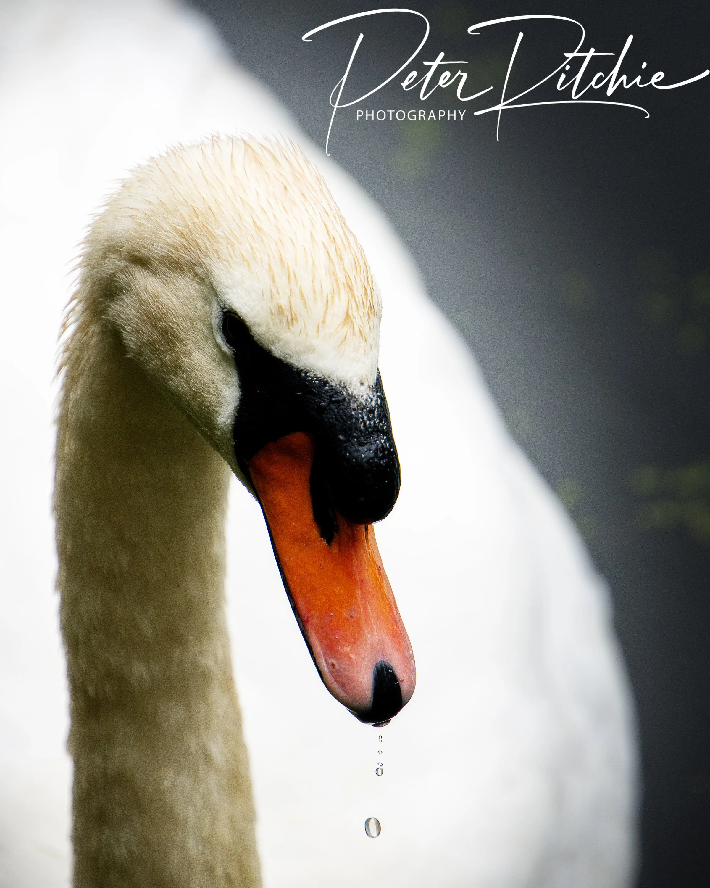 Swan, Kiltonga, Newtownards - Colour