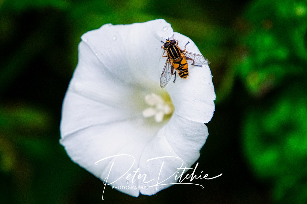 Hoverfly on Flower - Colour