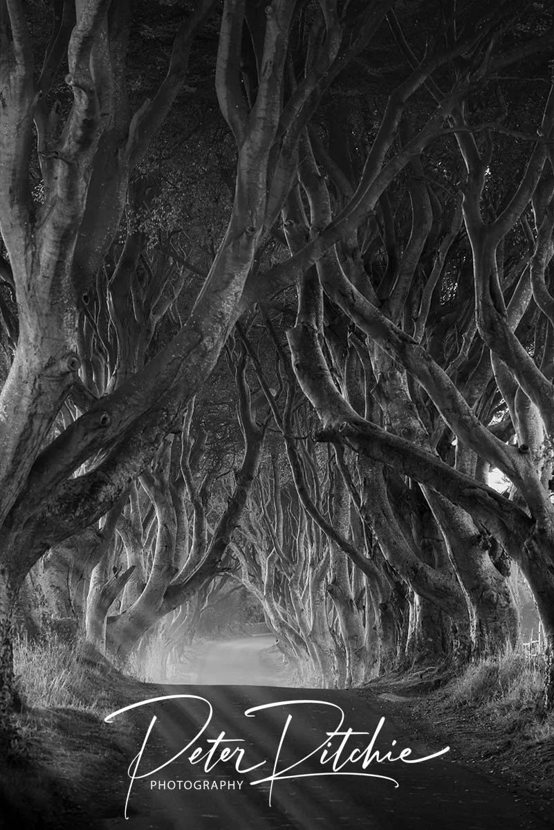 The Dark Hedges, Armoy - Black and White