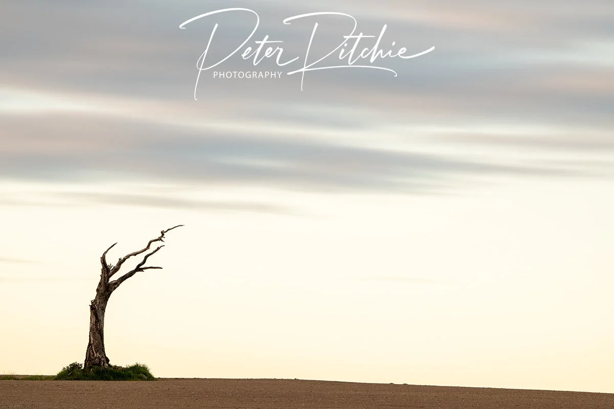 Lone Tree, Bangor, County Down
