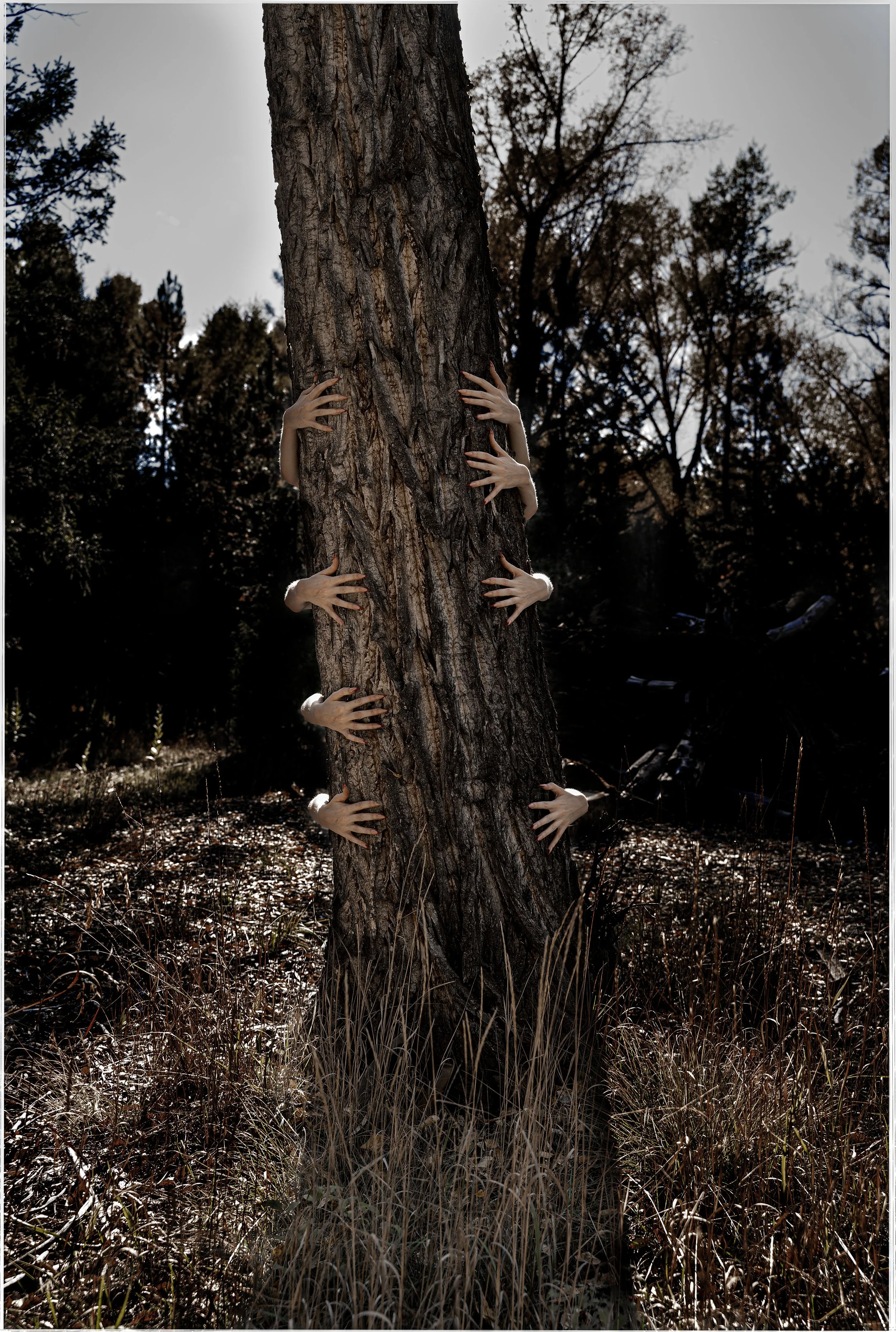 3rds scene (tree) copy.jpg