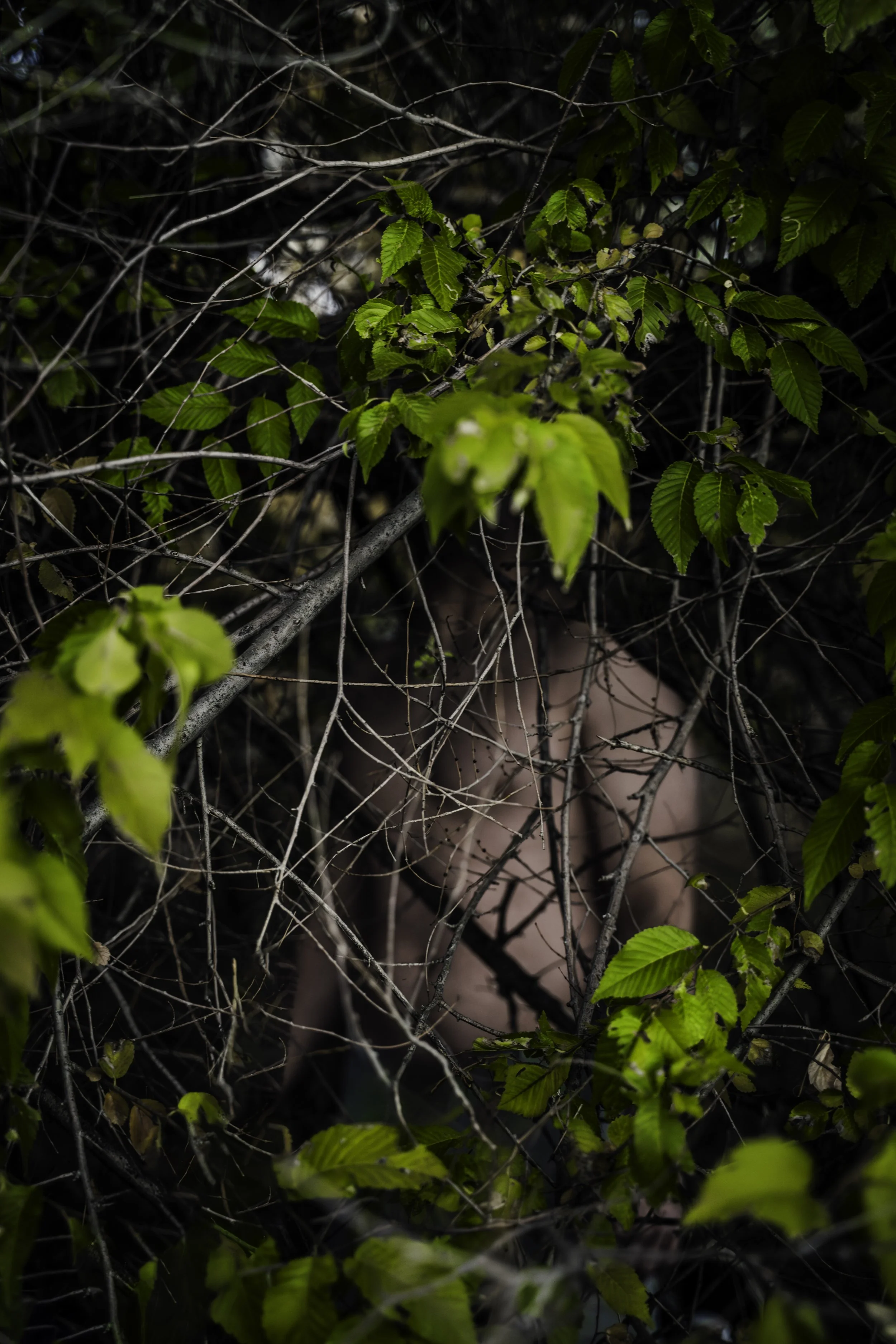 gabe tree re edit copy.jpg