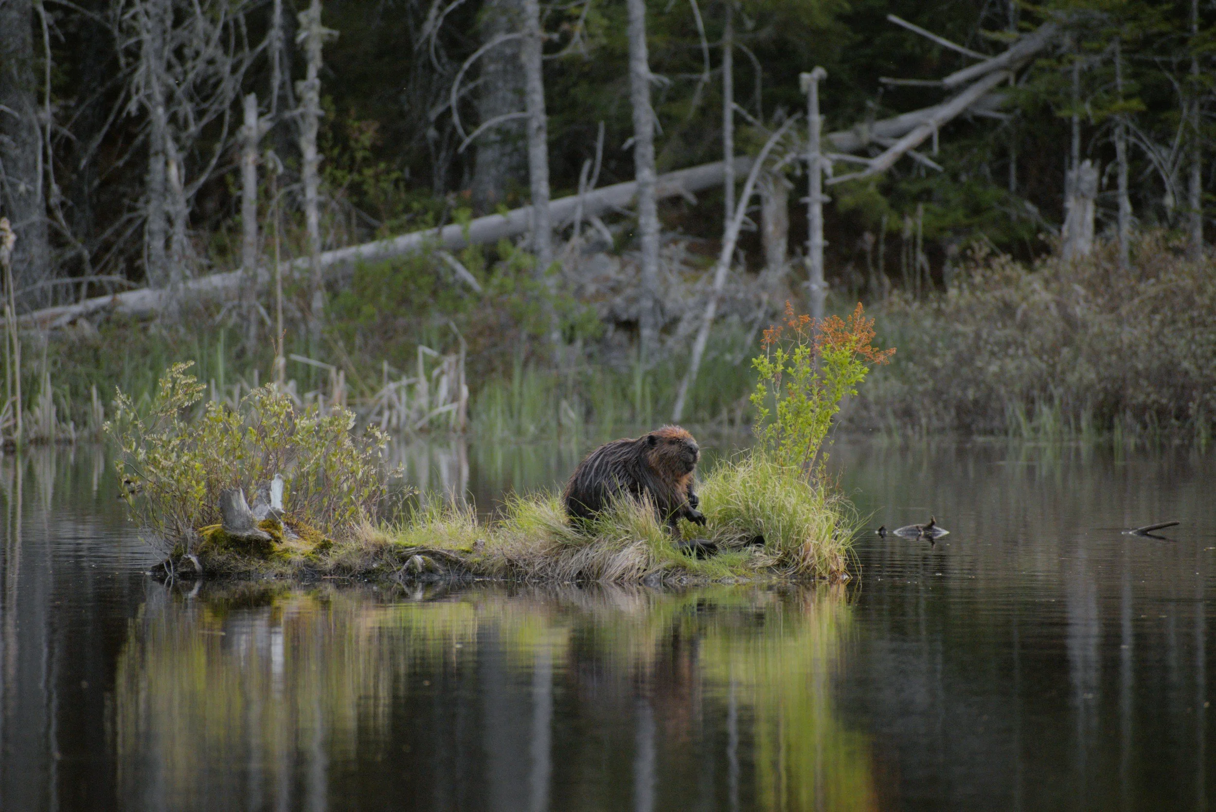 How to Think Like Beaver