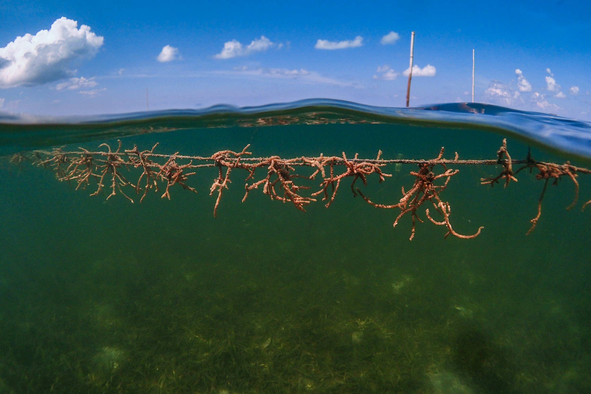 What is a Restorative Ocean Community?