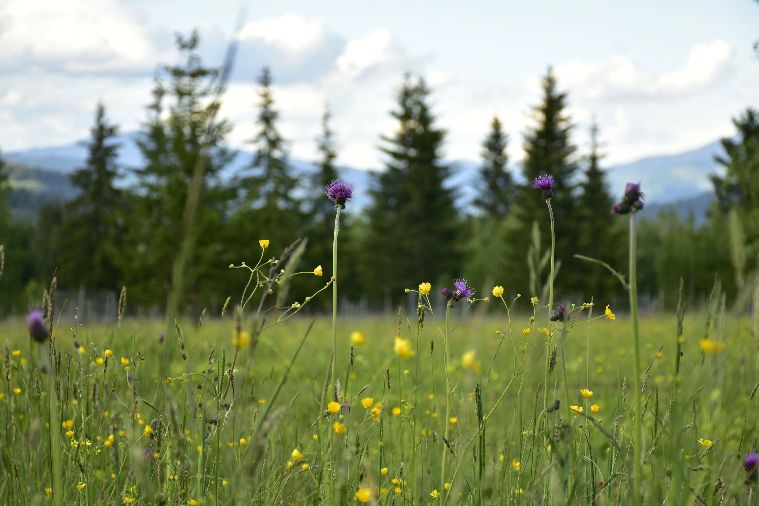 Flower meadow at WildKind Nature Retreat Romania