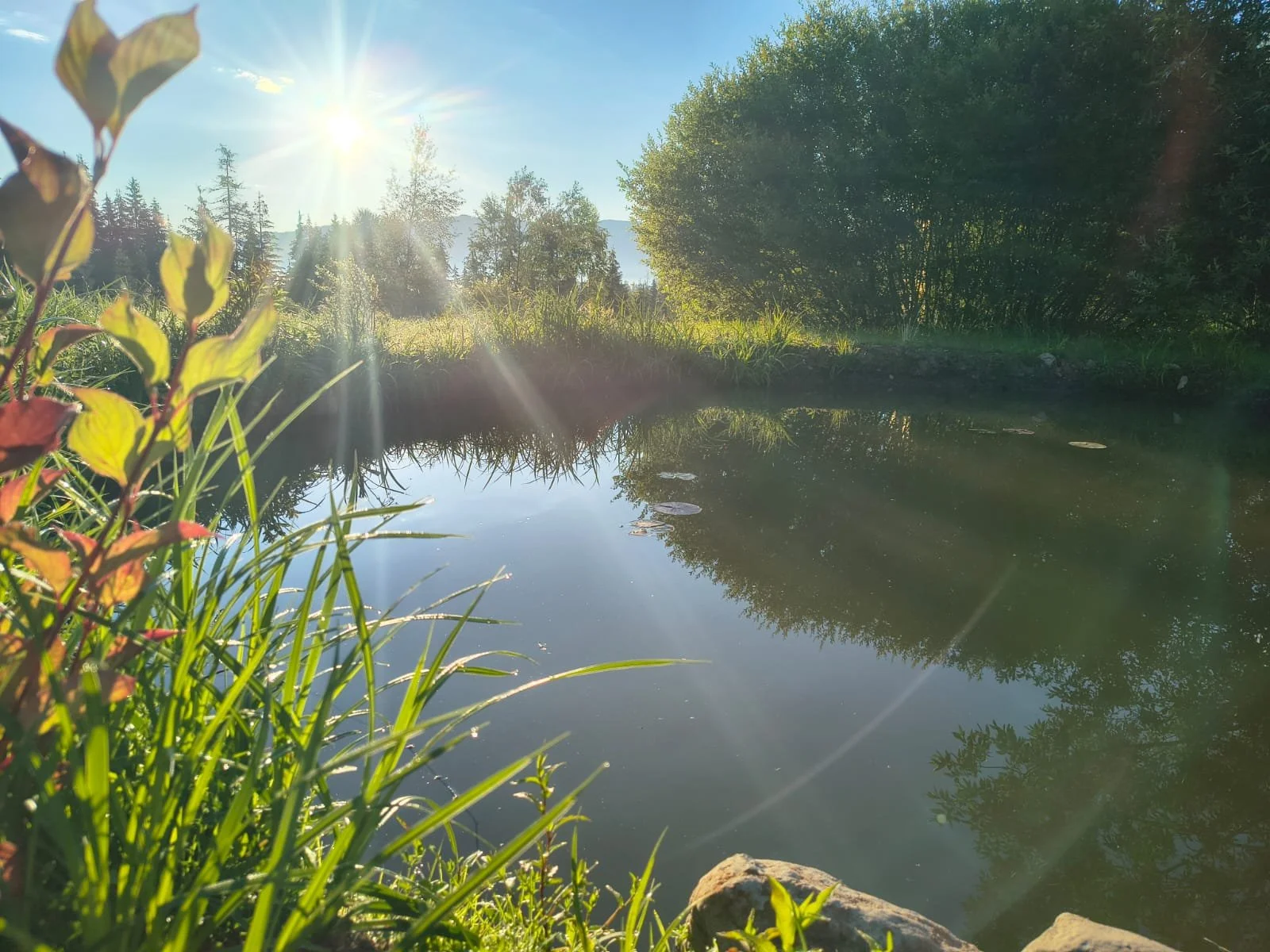 WildKind Nature Retreat Tara Dornelor Bucovina Romania A peaceful small pond during sunny weather with the sun shining brightly, lush green trees and grass surrounding the riverbanks, and the reflection of the trees in the calm water.