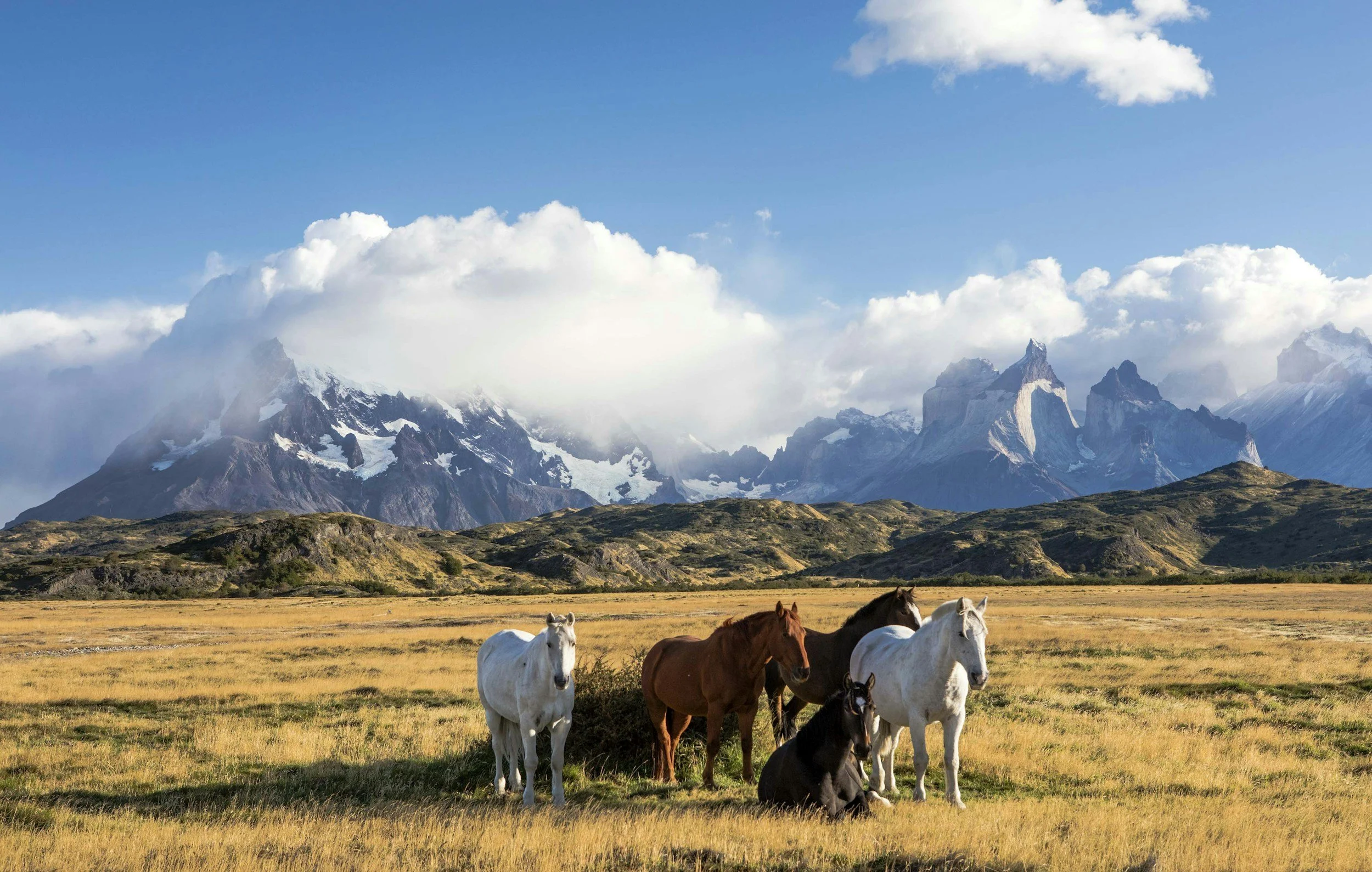 A group of five horses, including white, brown, black, and pinto, in a grassy field with mountains and clouds in the background.