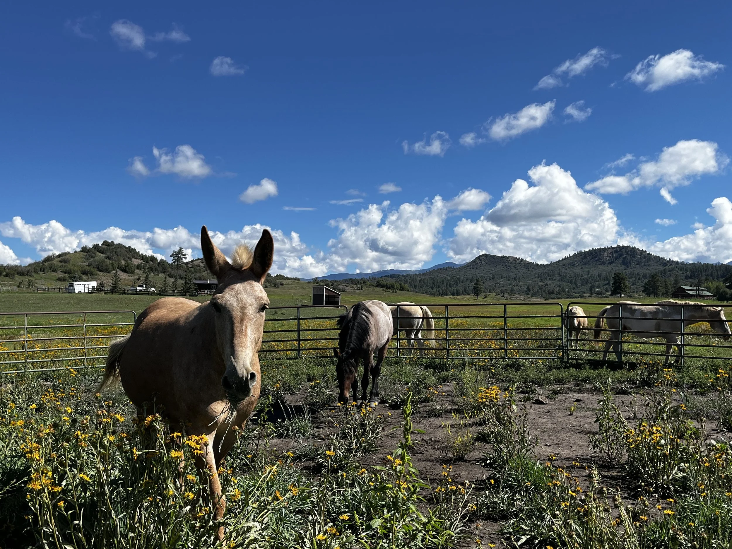 A farm scene with four horses in a fenced field, yellow wildflowers in the foreground, green hills in the background, and a bright blue sky with scattered clouds.