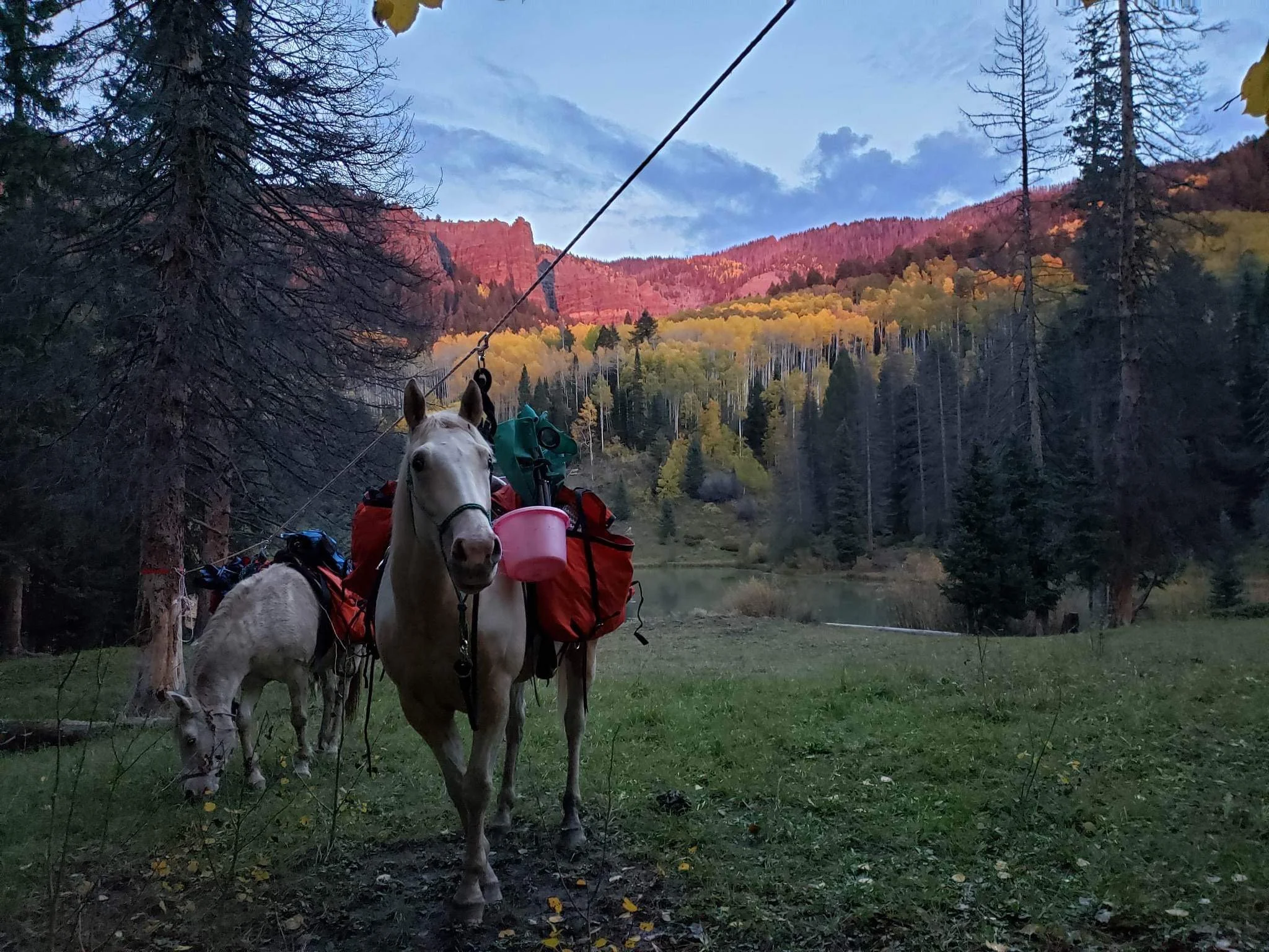 A white horse standing on a grassy area with a mountain forest in the background, carrying camping gear including bags and a pink bucket, next to a smaller white pony, in a forested area with tall trees and fall foliage.