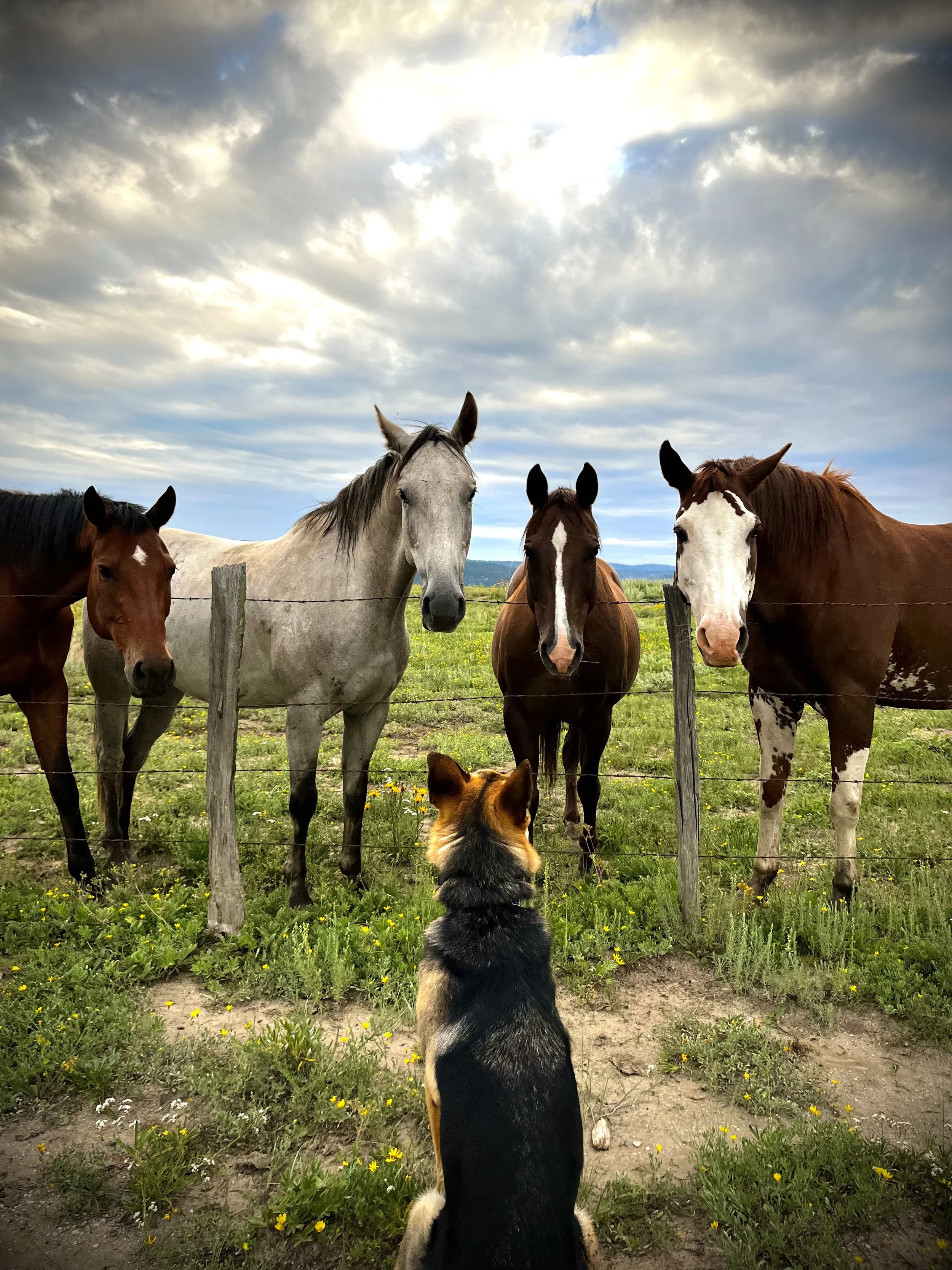 A dog seen from behind facing four horses behind a fence in a grassy field under a cloudy sky.