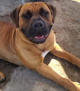 Gabriel