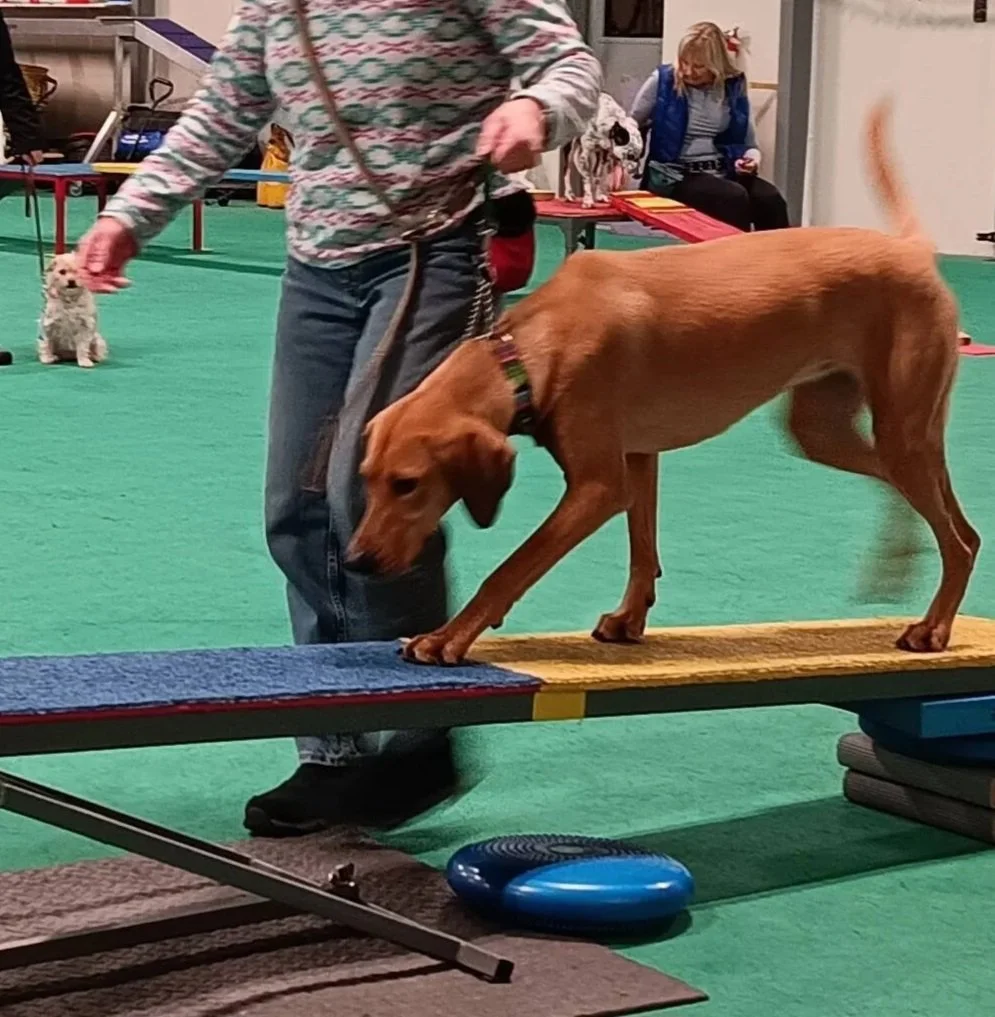 Cora - Agility
