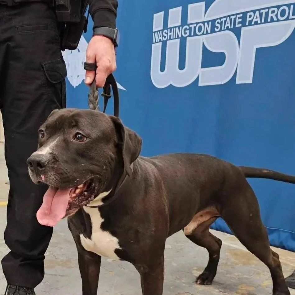 K9 Shadow