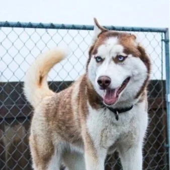 Nala