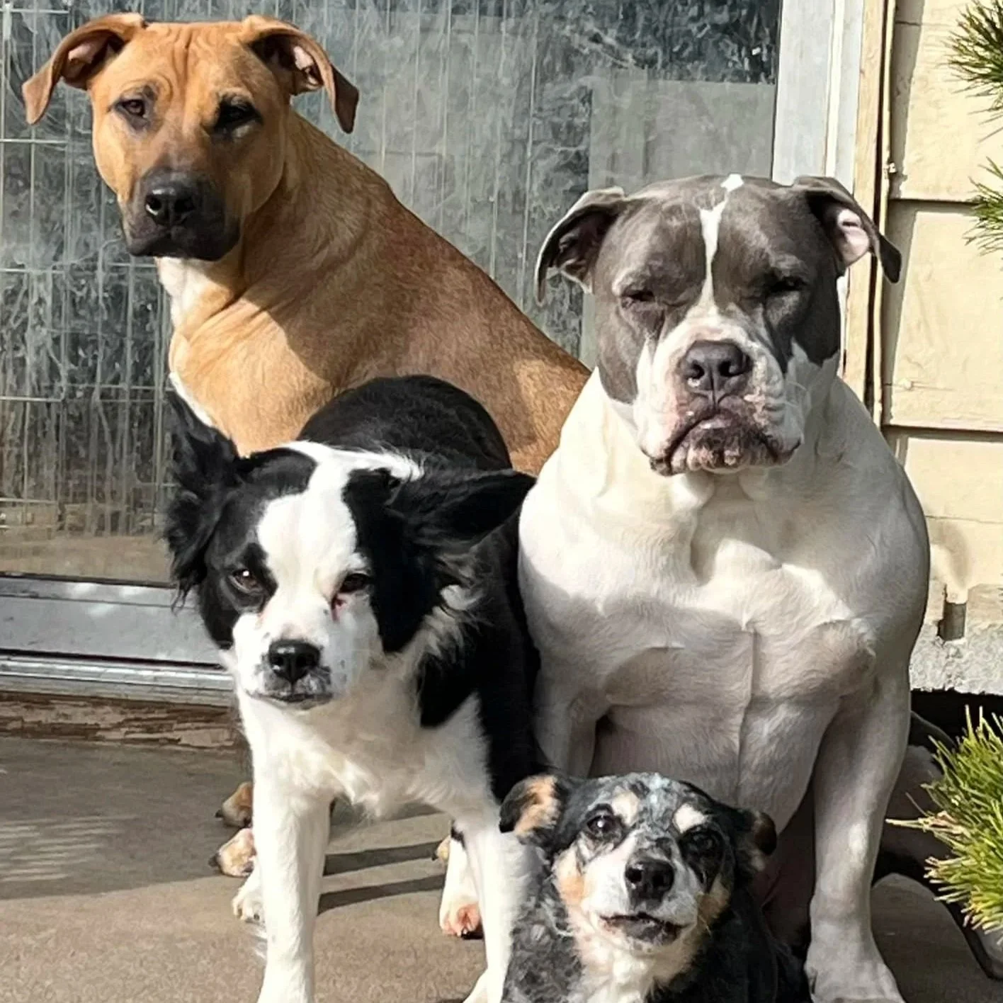 Mini Mac, Fiona, Lilianna, Casey