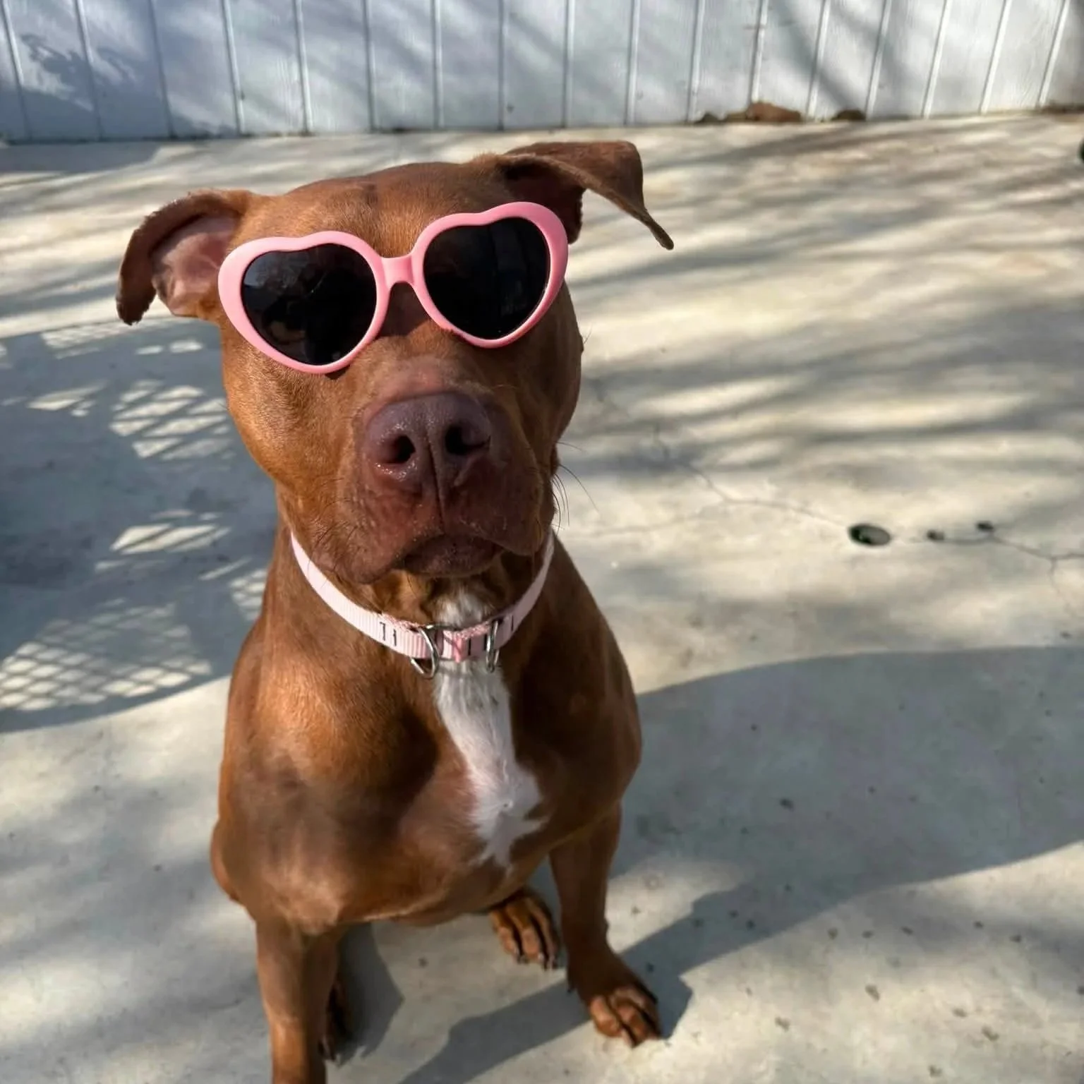 Penny 