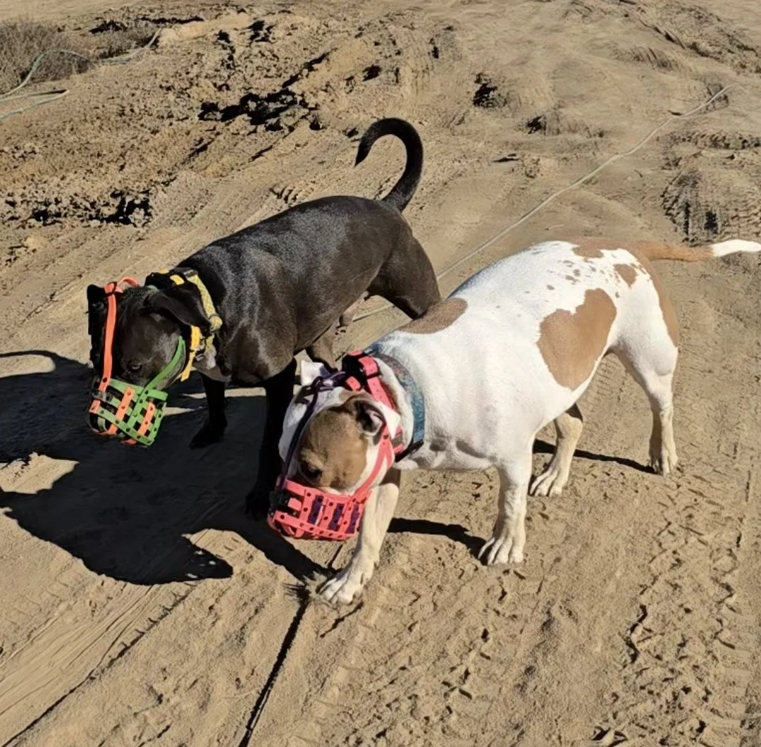 MooShoo & Lucy - Muzzle Conditioning