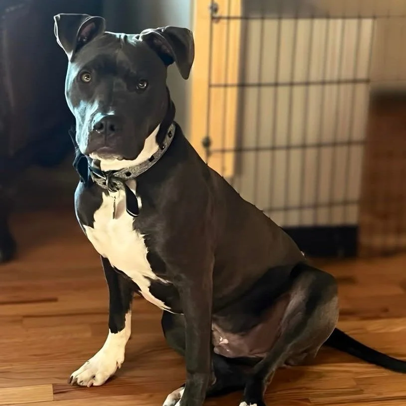 Rascal