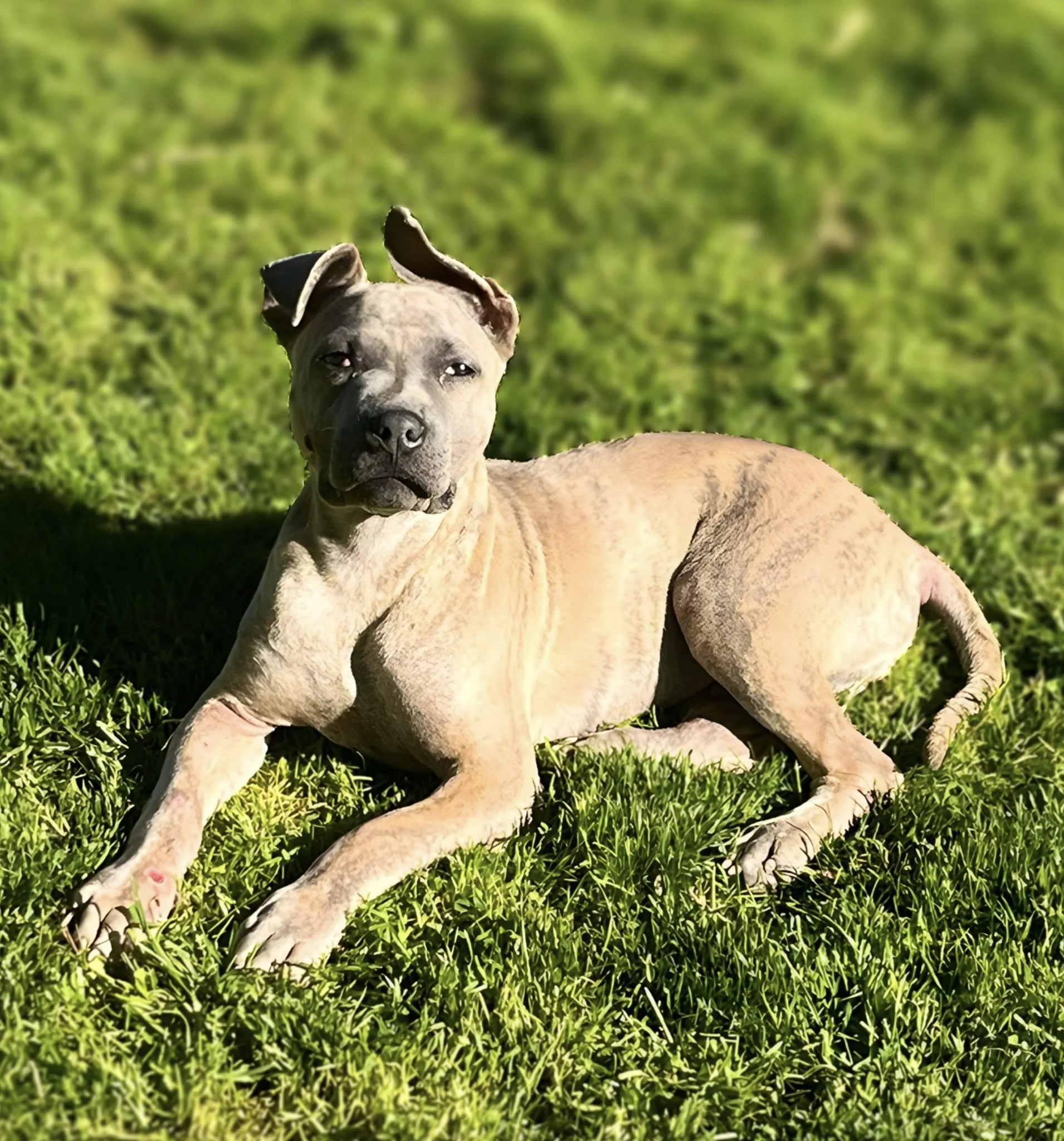 Alfie
