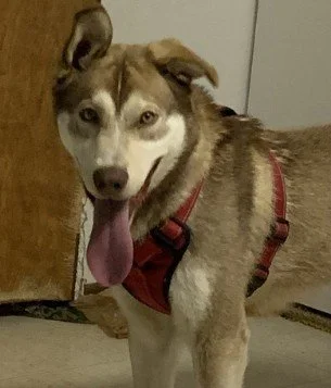 Balto