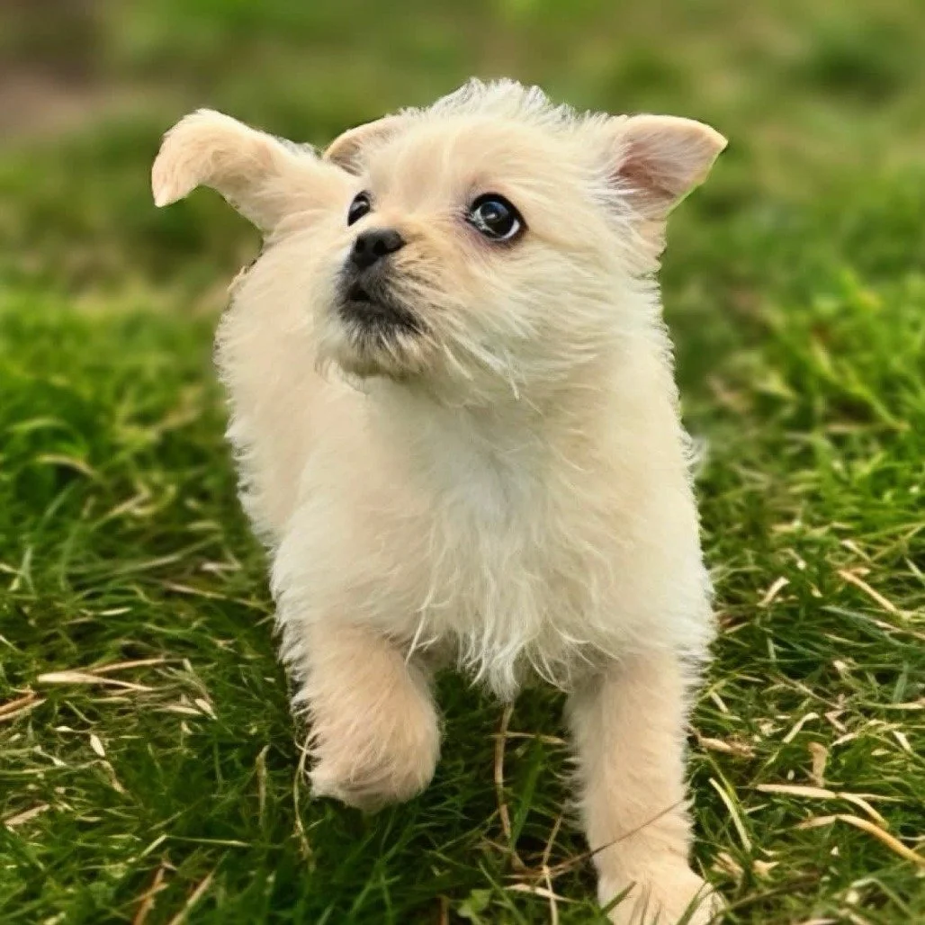 Dolly
