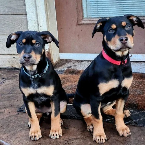 Omen & Hawethorne
