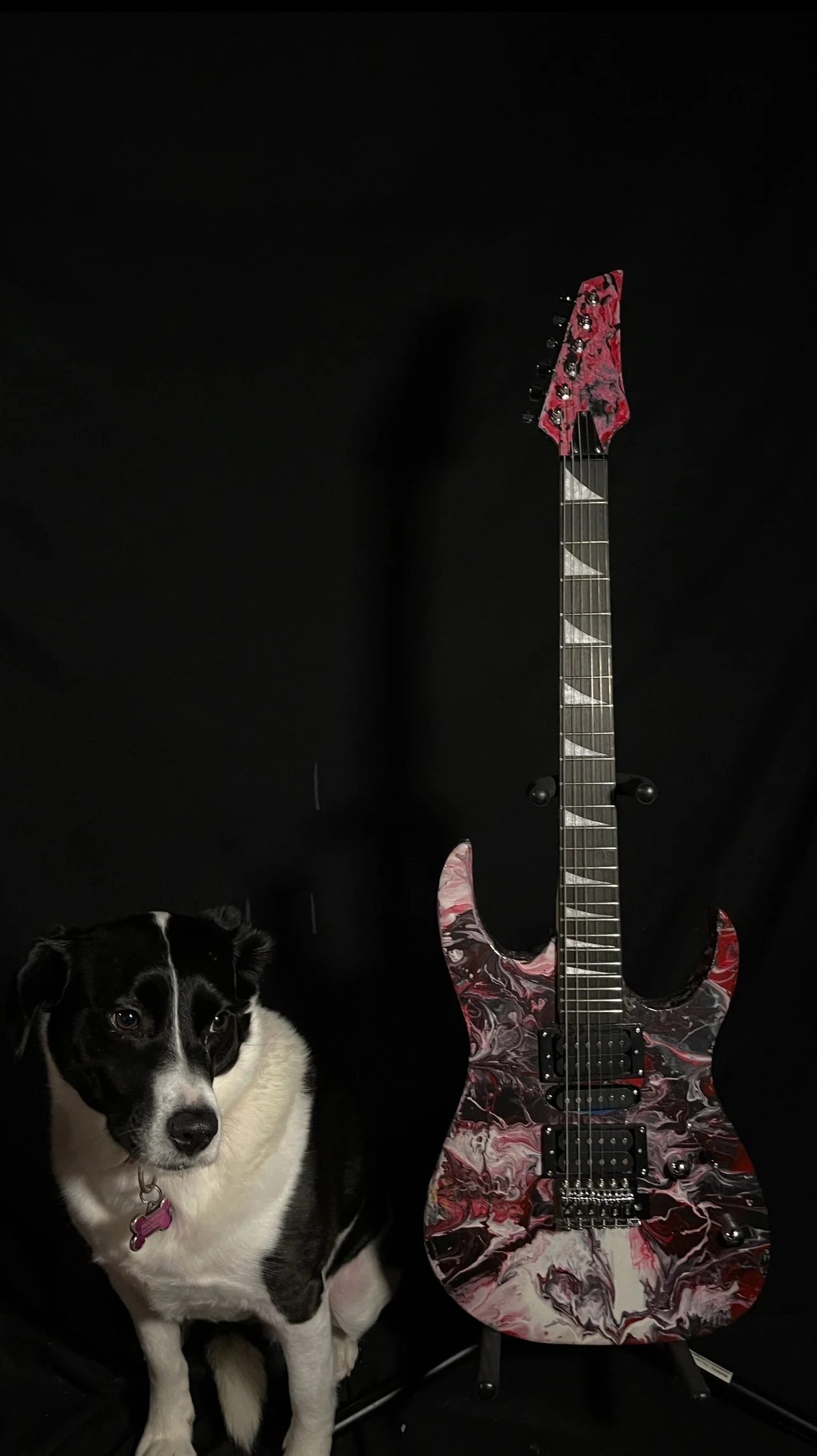 A black and white dog sitting next to a marbled red, black, and white electric guitar on a black background.