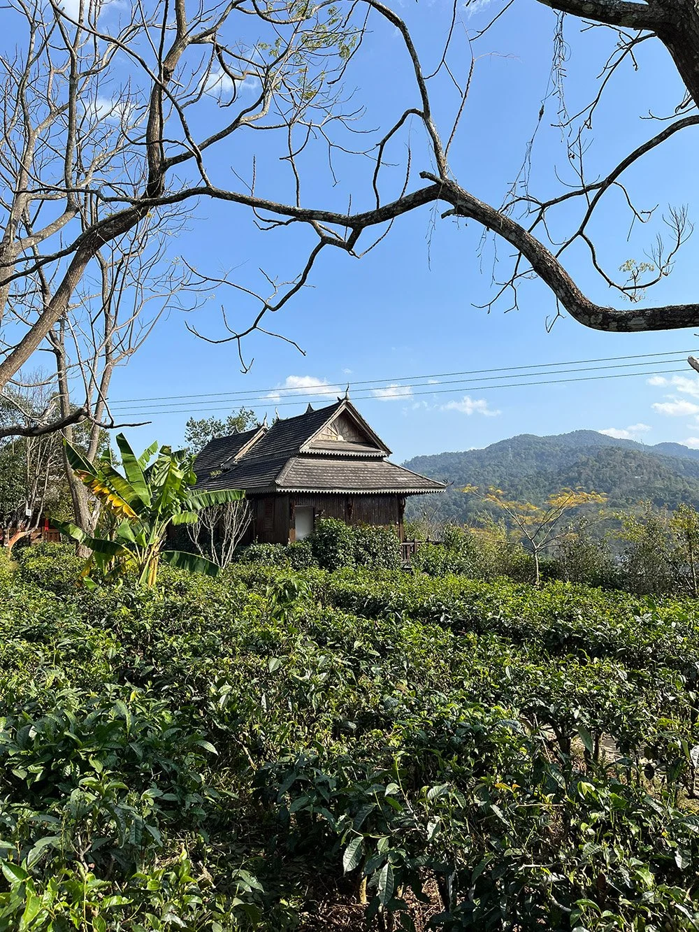 Xishuangbanna.jpg