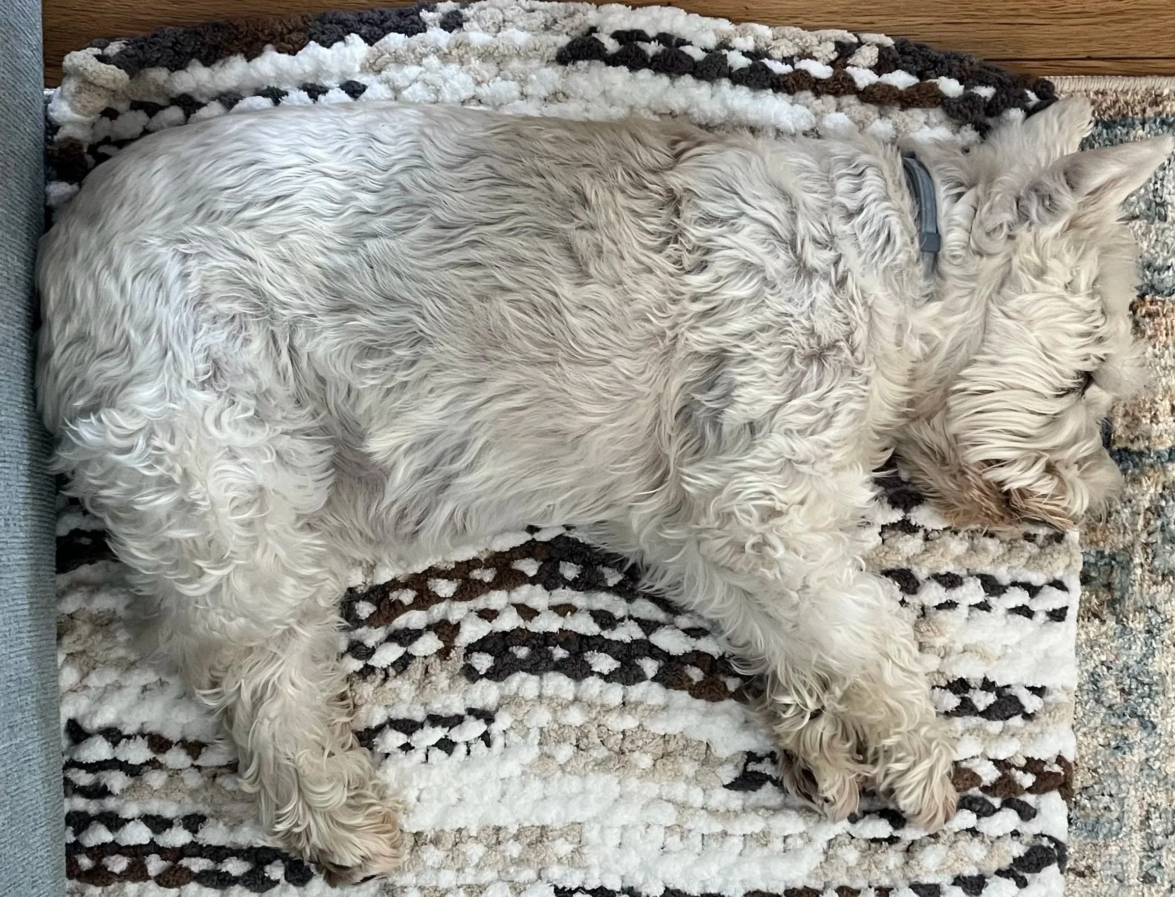 “Jax is absolutely in awe with his Pet Pad”
