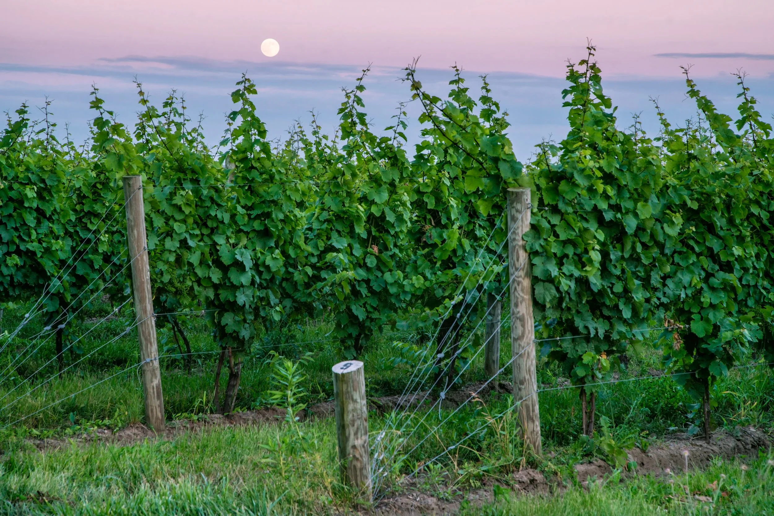 Website (Korich)-11.jpg