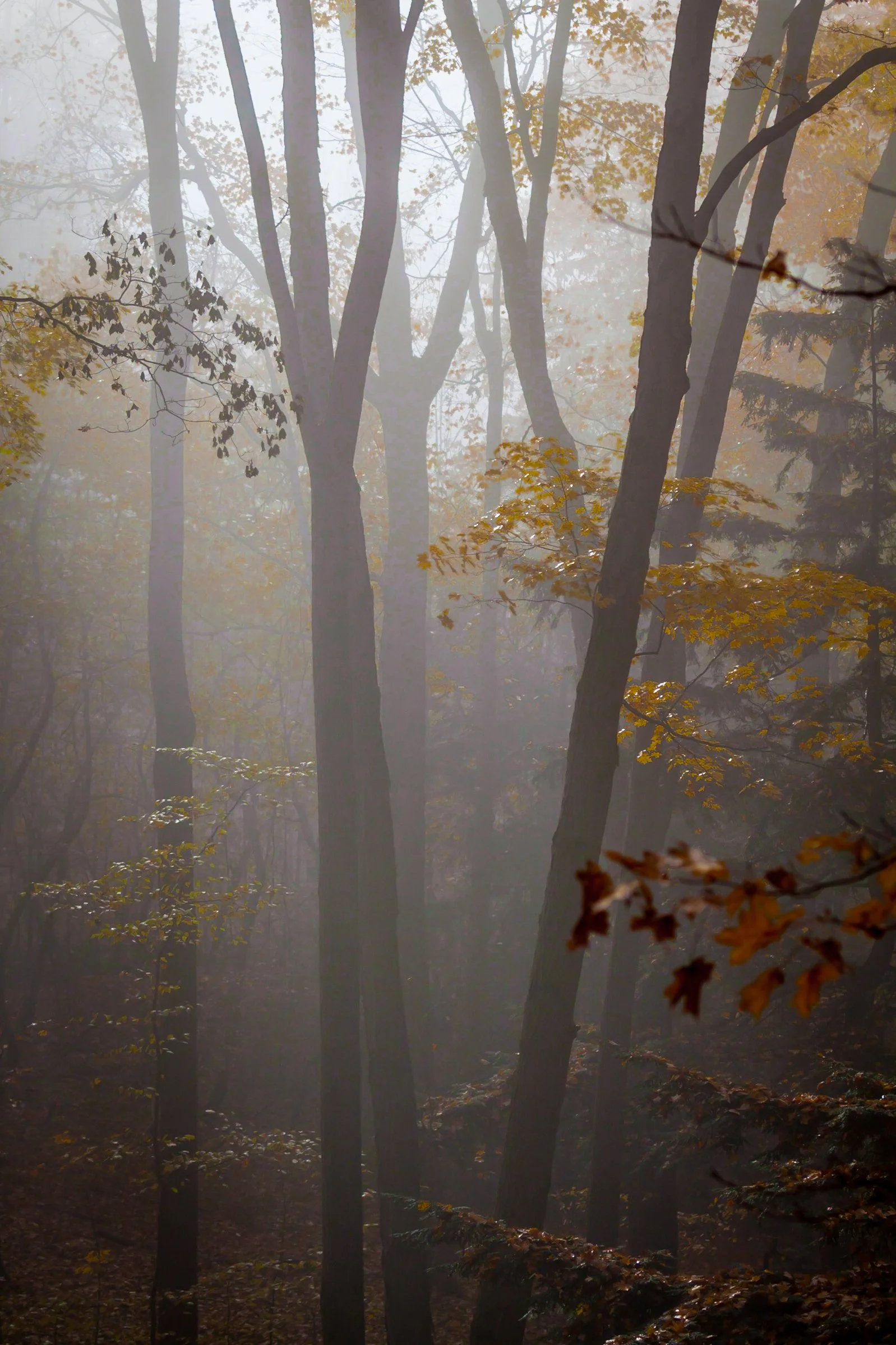 Website (Korich)-5.jpg