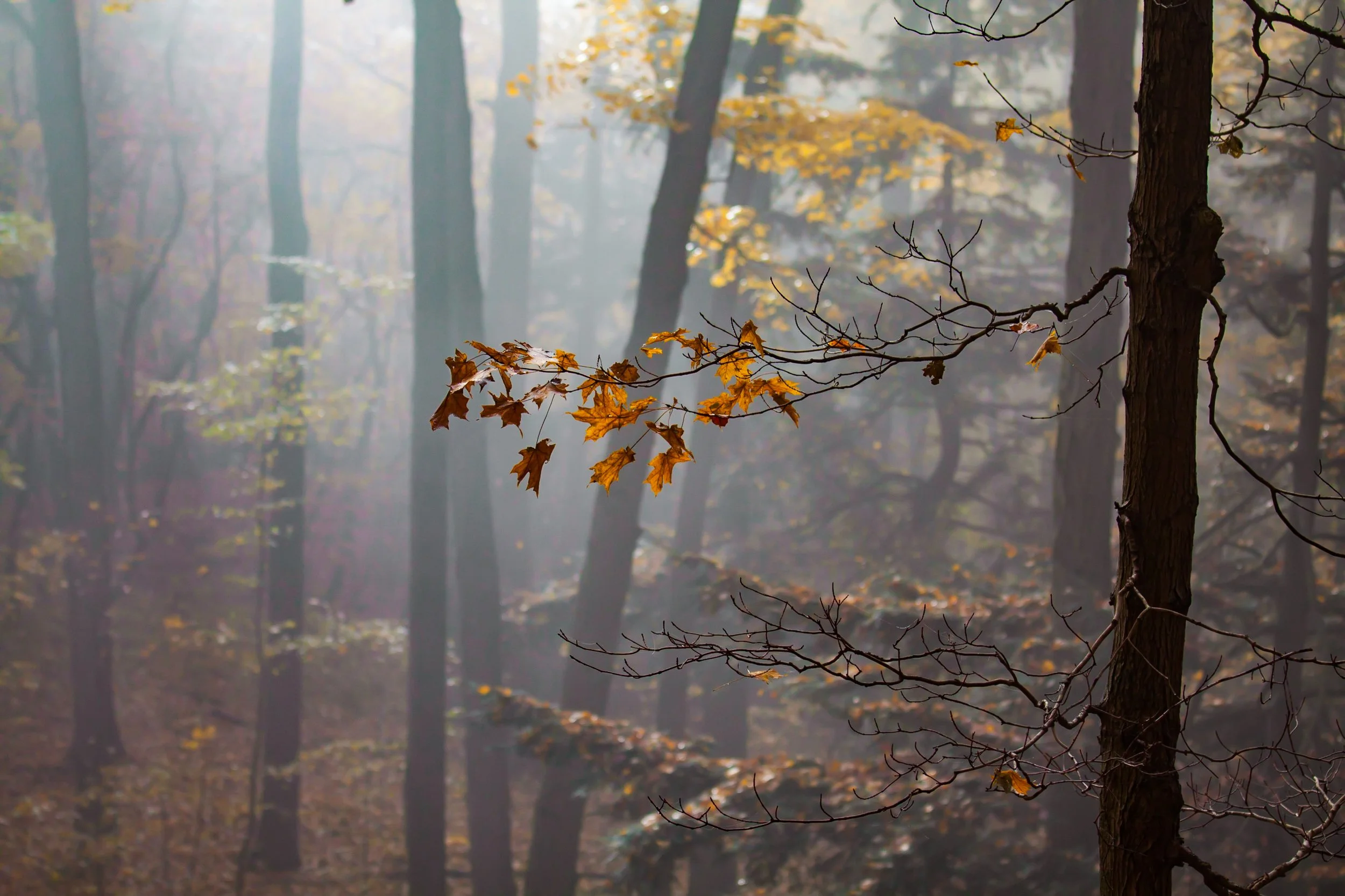 Website (Korich)-6.jpg