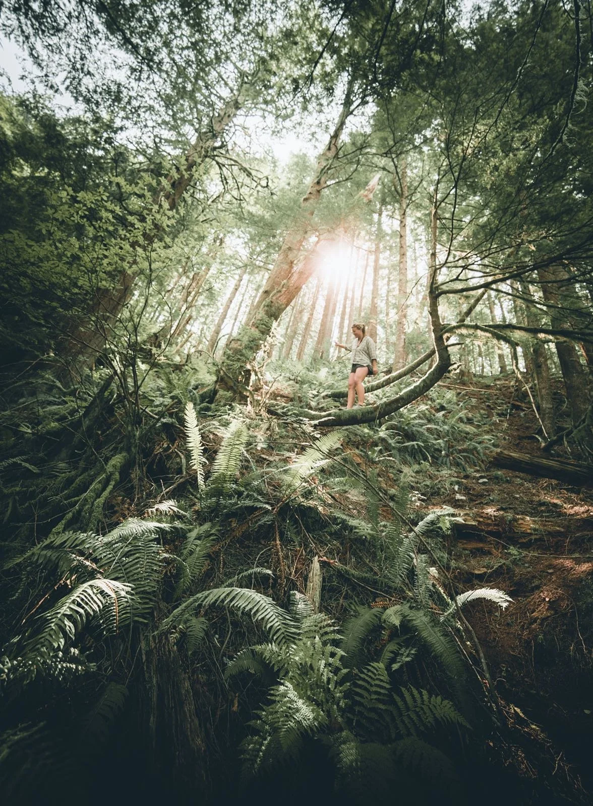 Roosters Gone Bad, Alenka Gone Mad