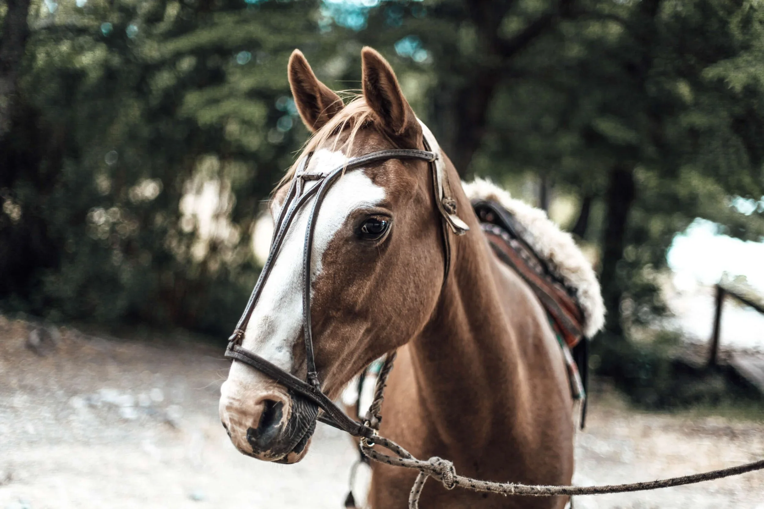 Exploring The Lost Valley ⎪Rio Turbio, Argentina