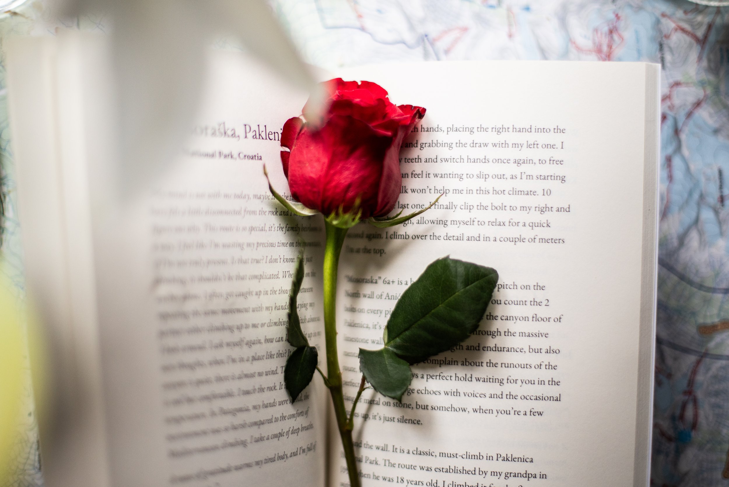 INNER BLOOM_AlenkaMaIi_ 2026-5.jpg