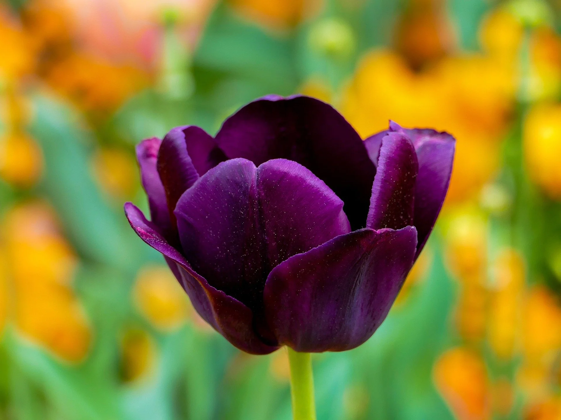 katzenfee50-tulip-3360748_1920.jpg