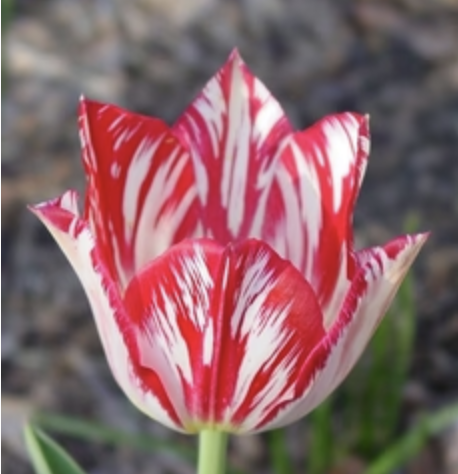 May Sip & Paint @ Vrij